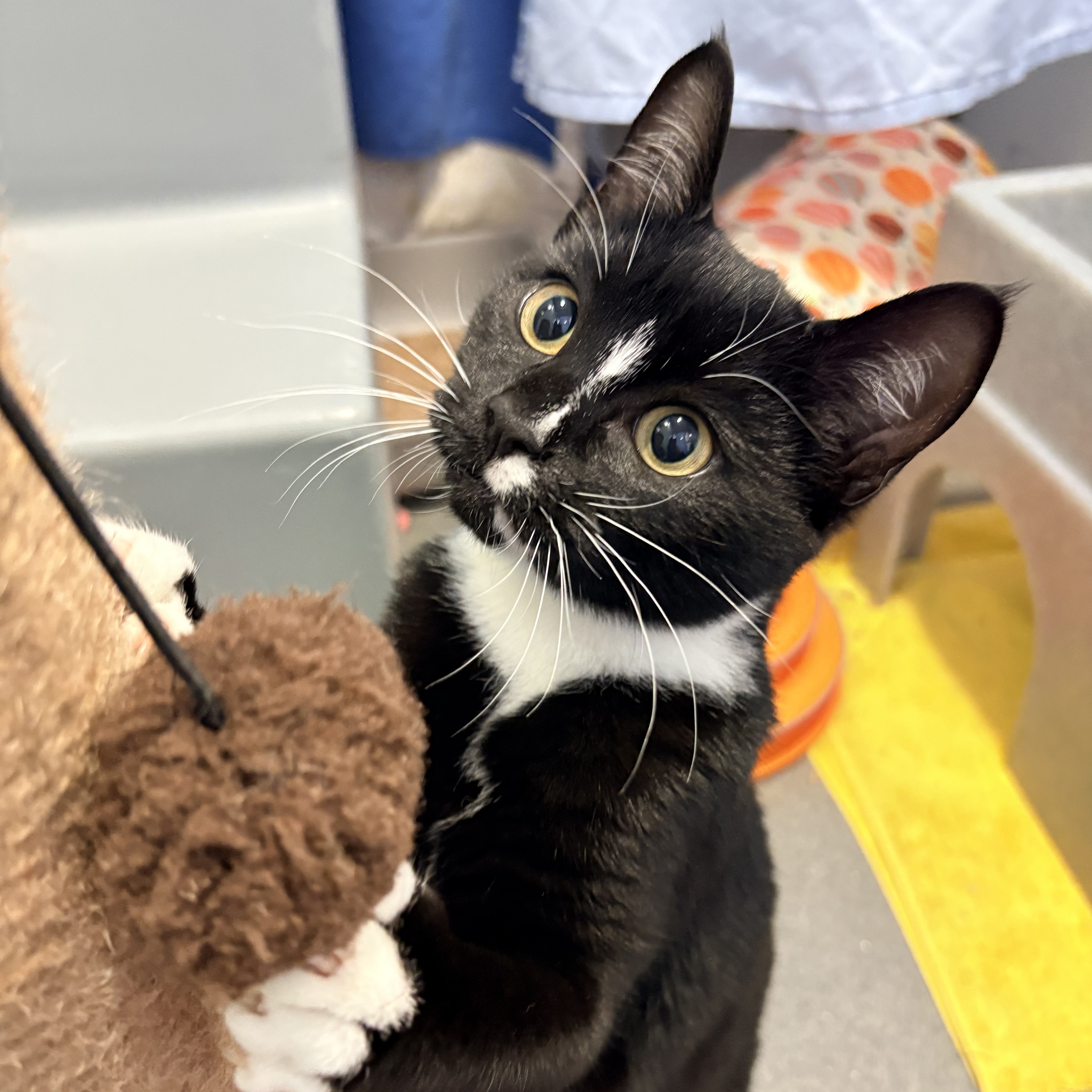 Meet the cats