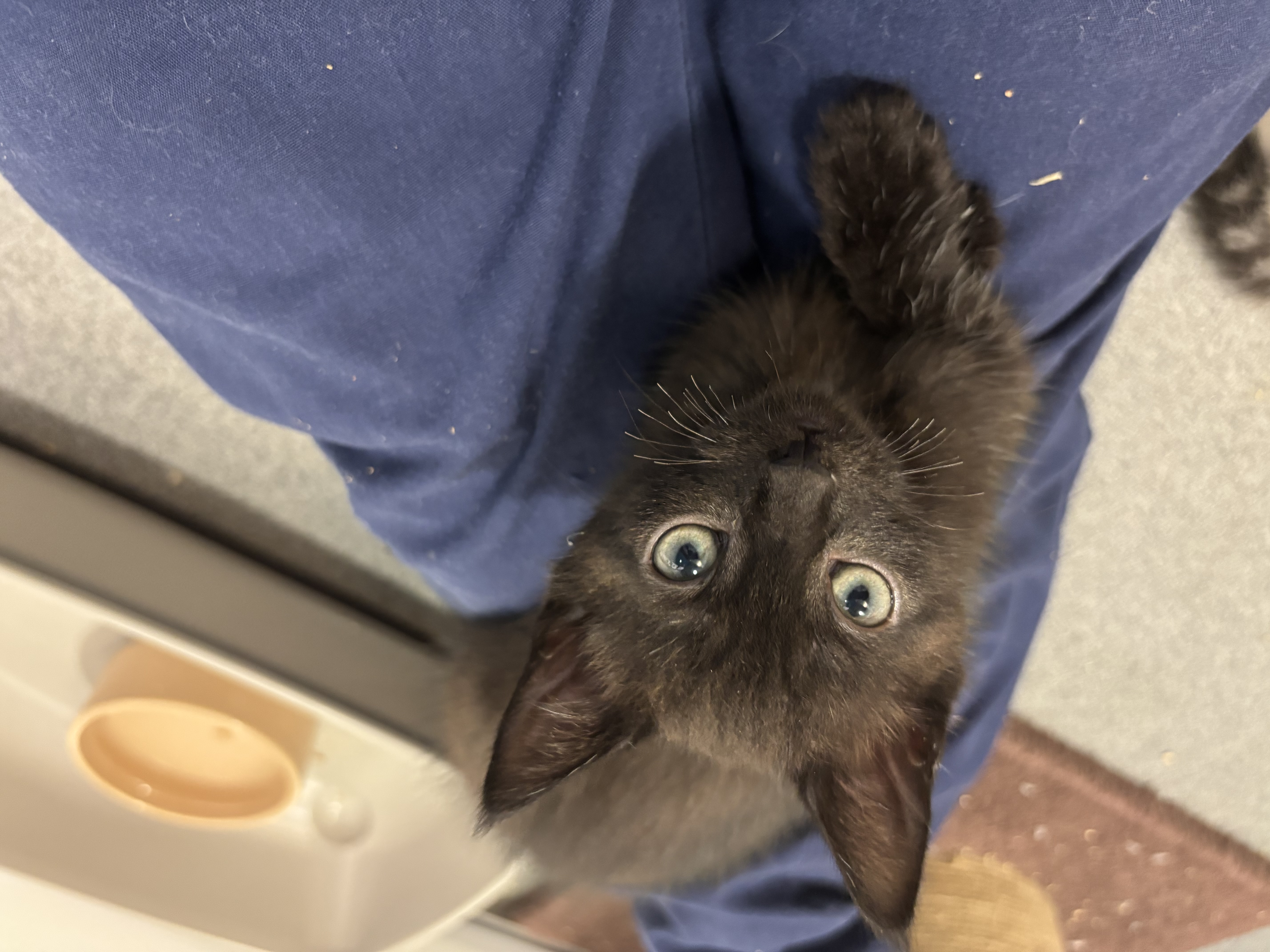 Meet the cats
