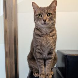 Meet the cats