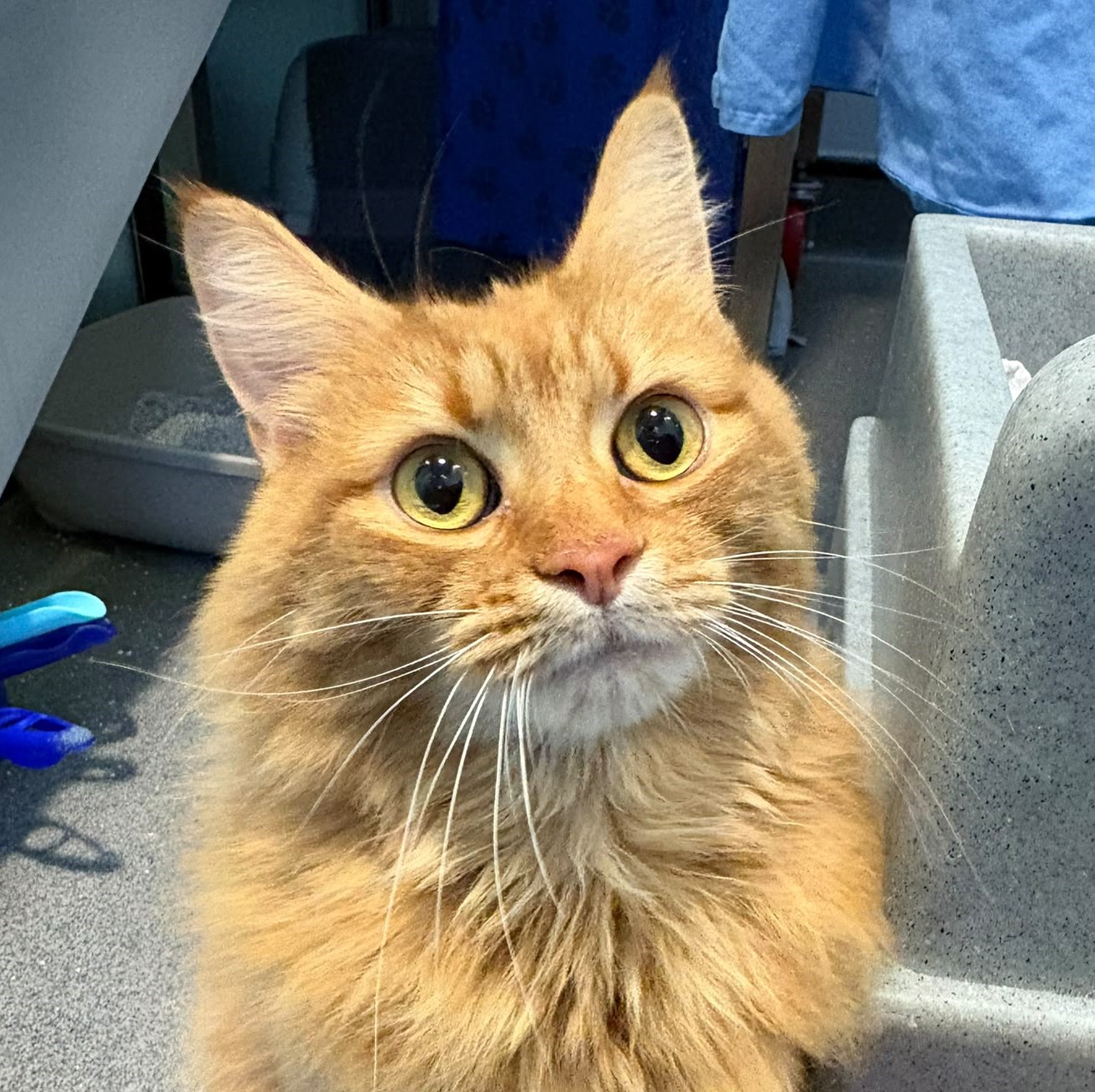 Meet the cats
