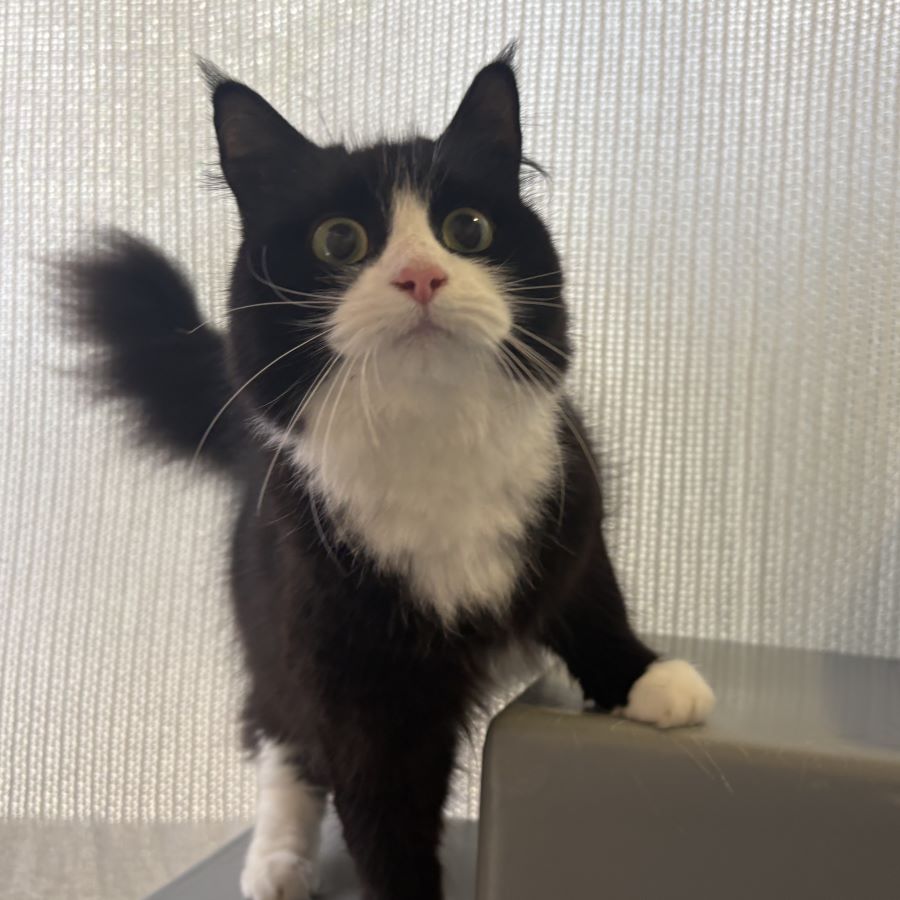 Meet the cats