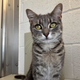 Meet the cats