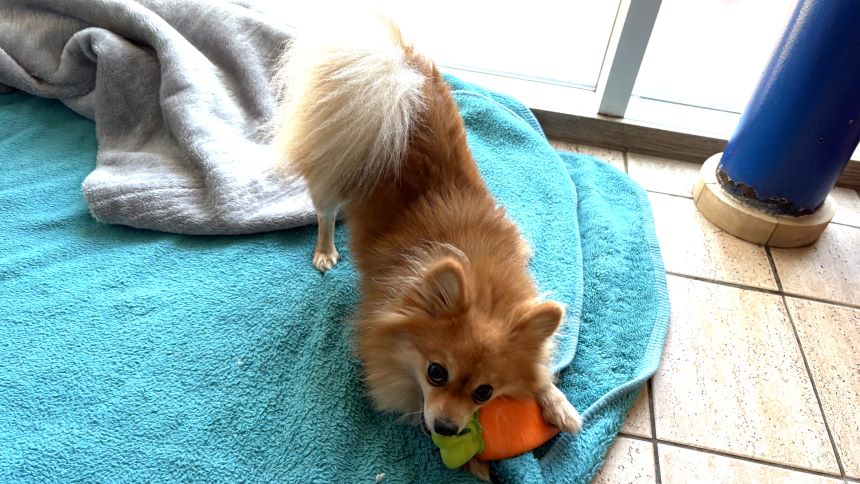 Tag, a 5 years old male Pomeranian available for adoption from Battersea Dogs & Cats Home in Greater London