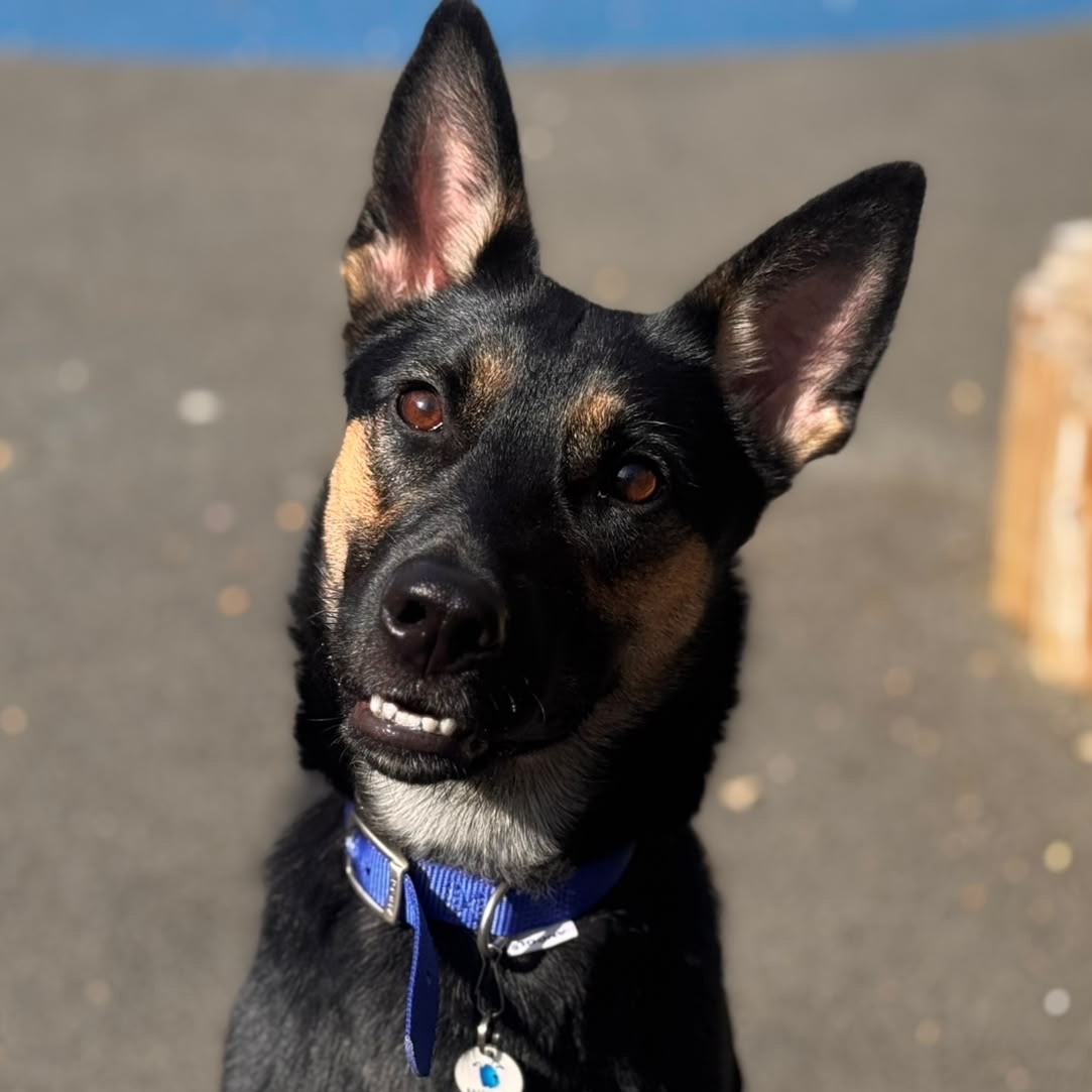 Meet the dogs