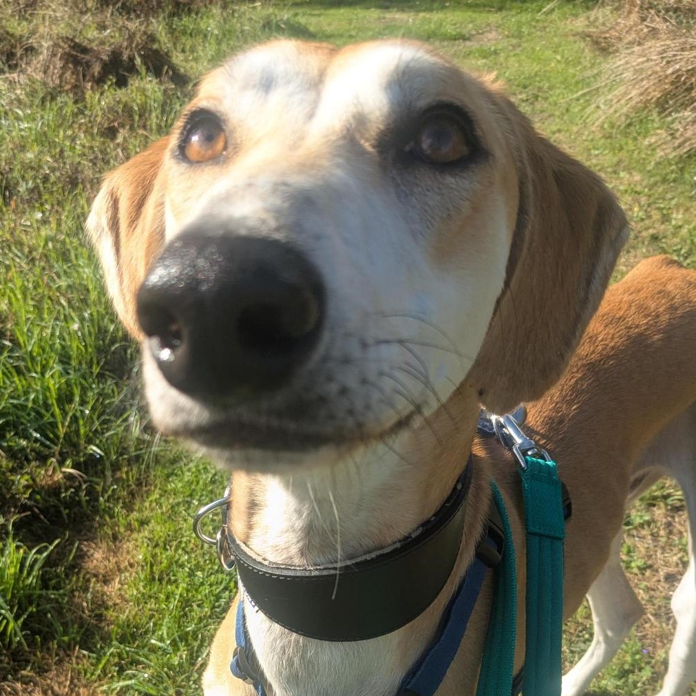Meet the dogs | Battersea Dogs & Cats Home