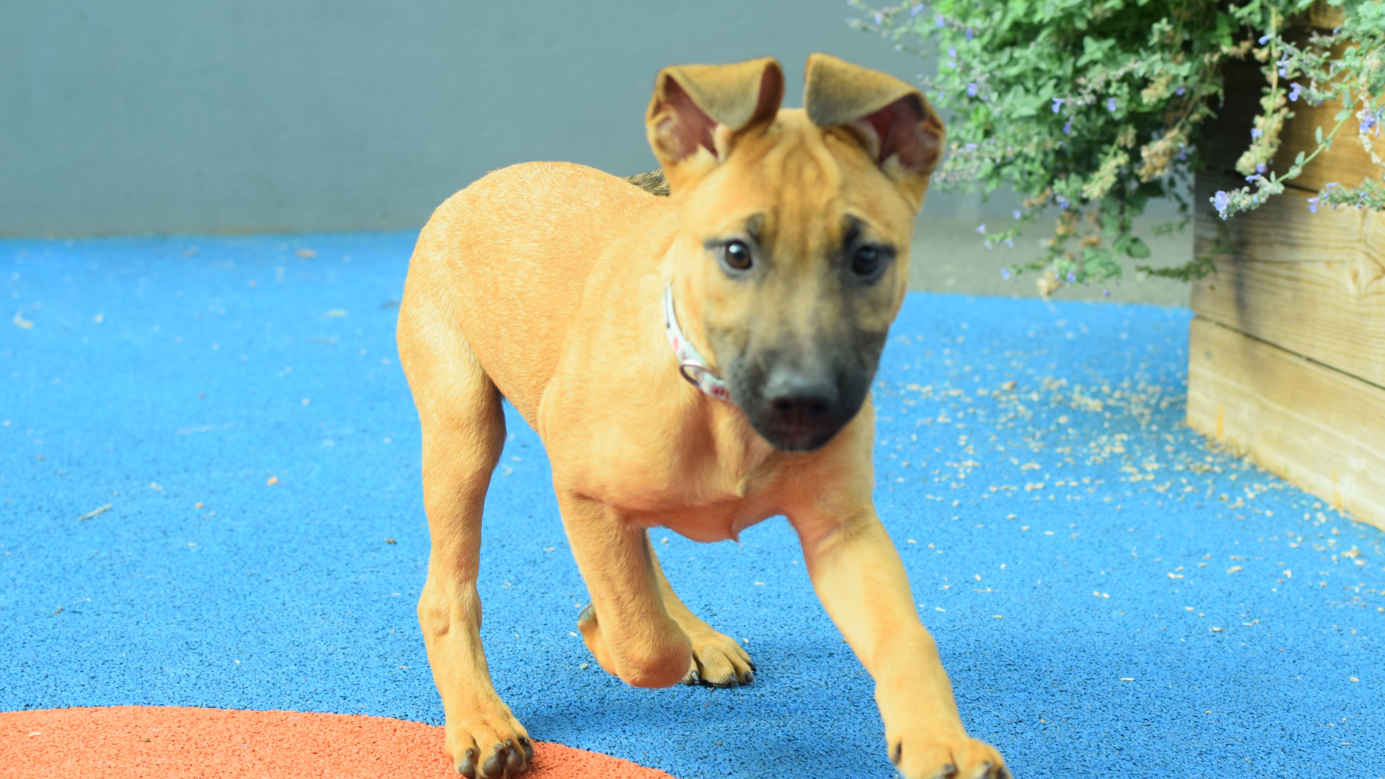 Cera, a 2 months old female Belgian Malinois X available for adoption from Battersea Dogs & Cats Home in Greater London