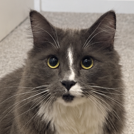 Meet the cats