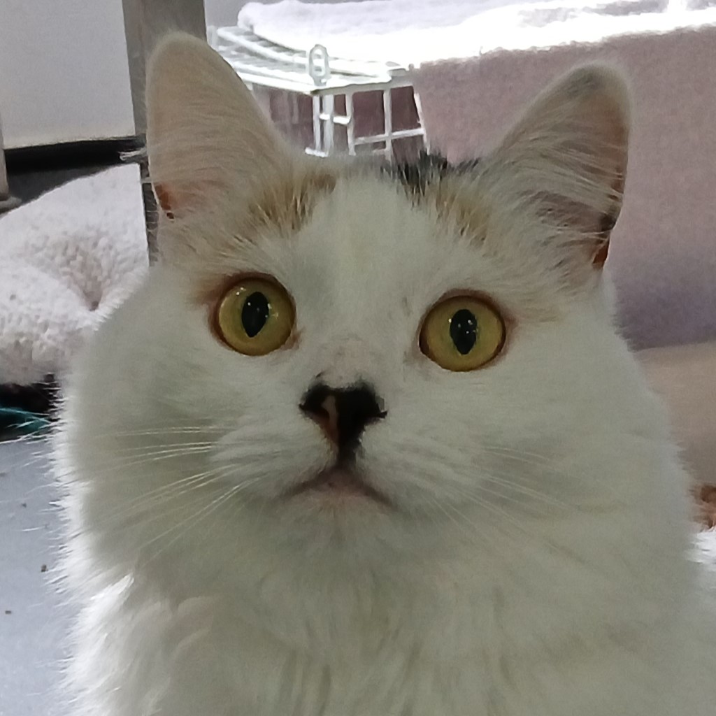 Meet the cats