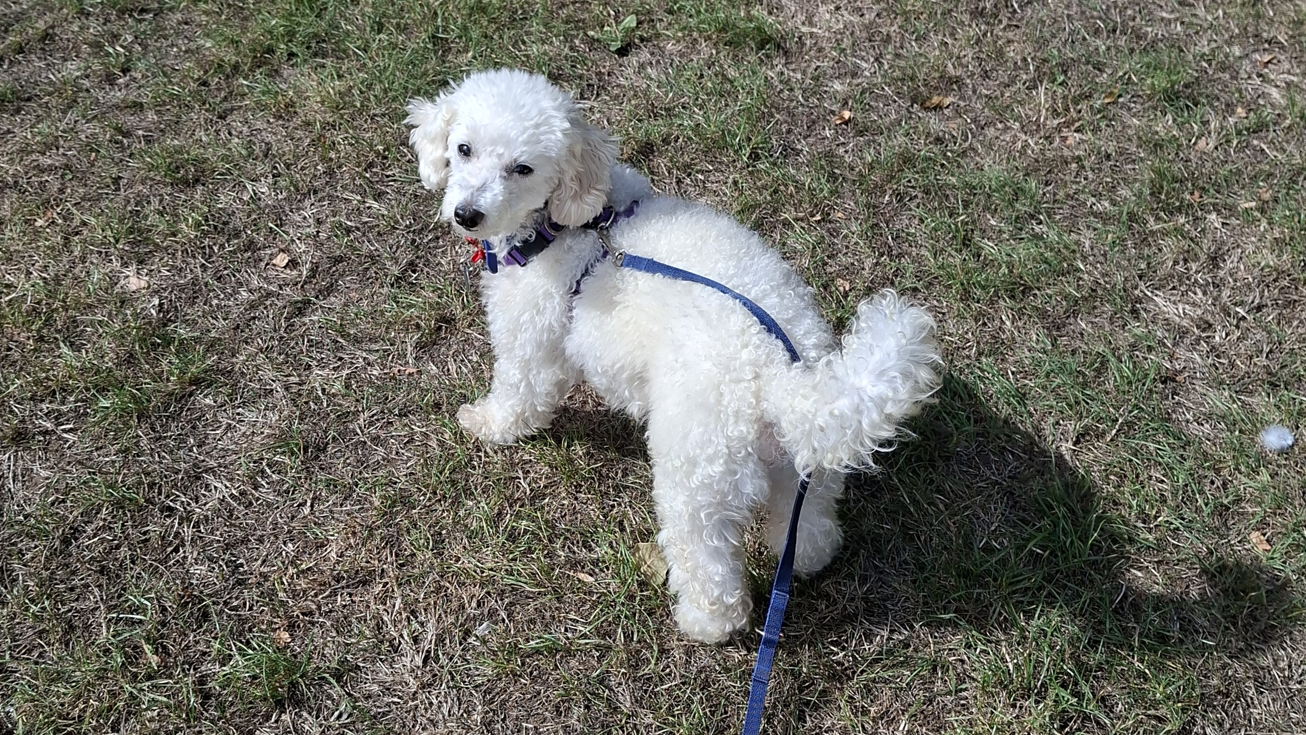 Milo, a 5 years old male Poodle available for adoption from Battersea Dogs & Cats Home in Greater London