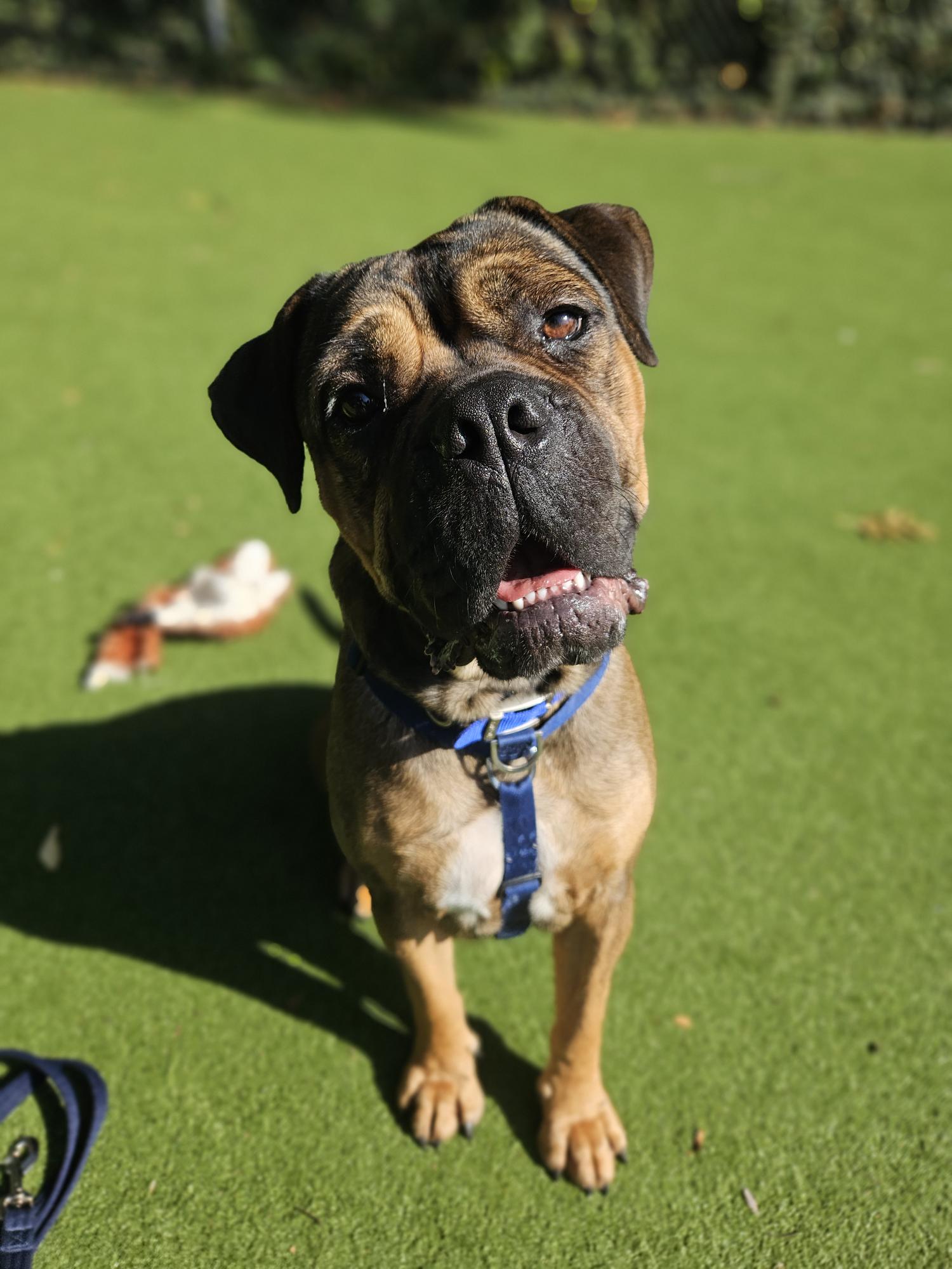 Meet the dogs