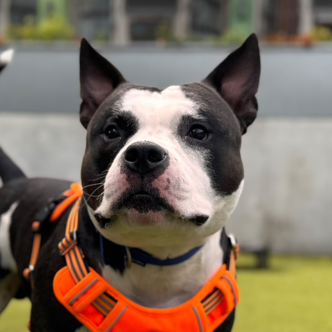 Meet the dogs