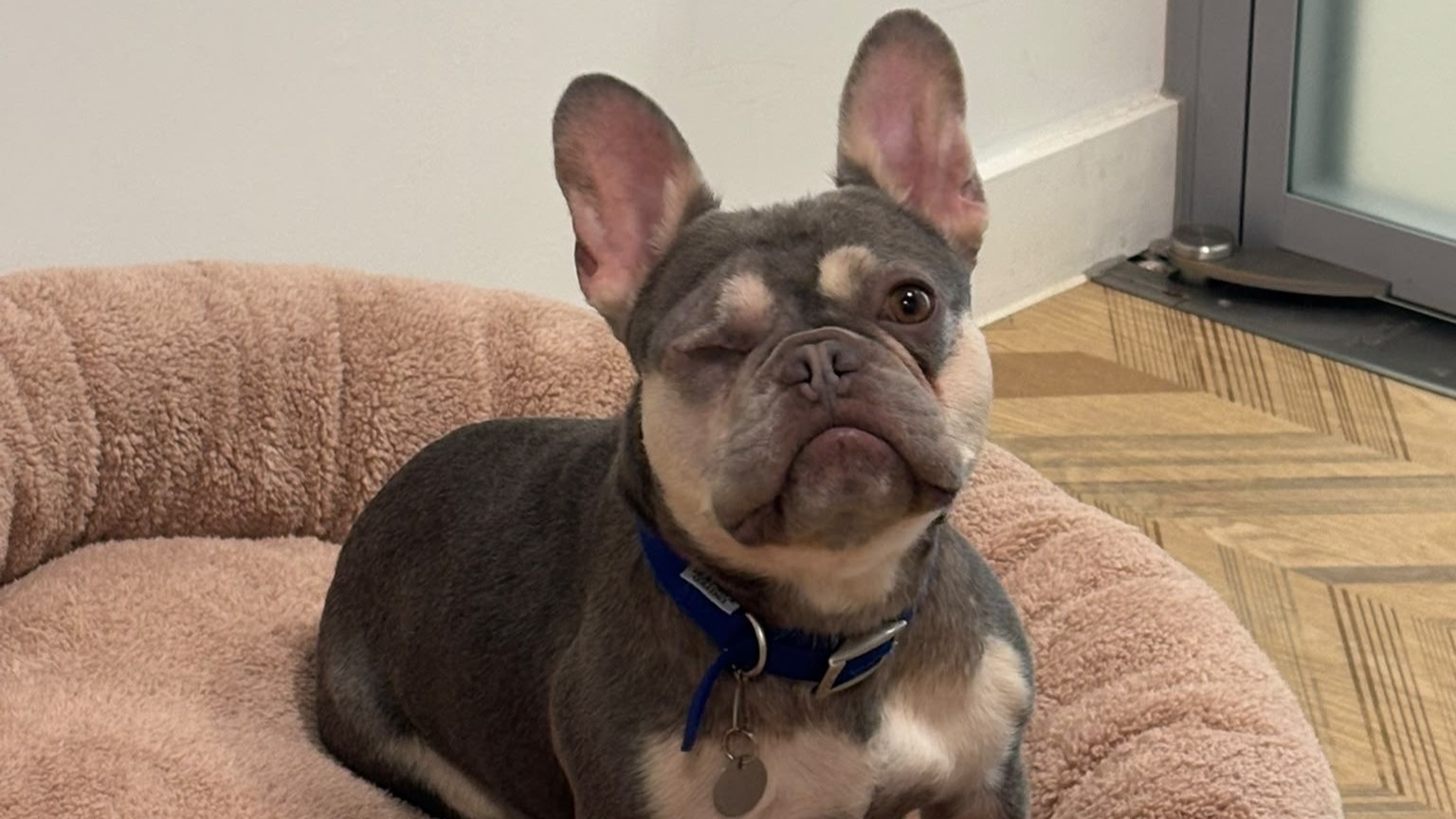 Bruce, a 2 years old male French Bulldog available for adoption from Battersea Dogs & Cats Home in Greater London