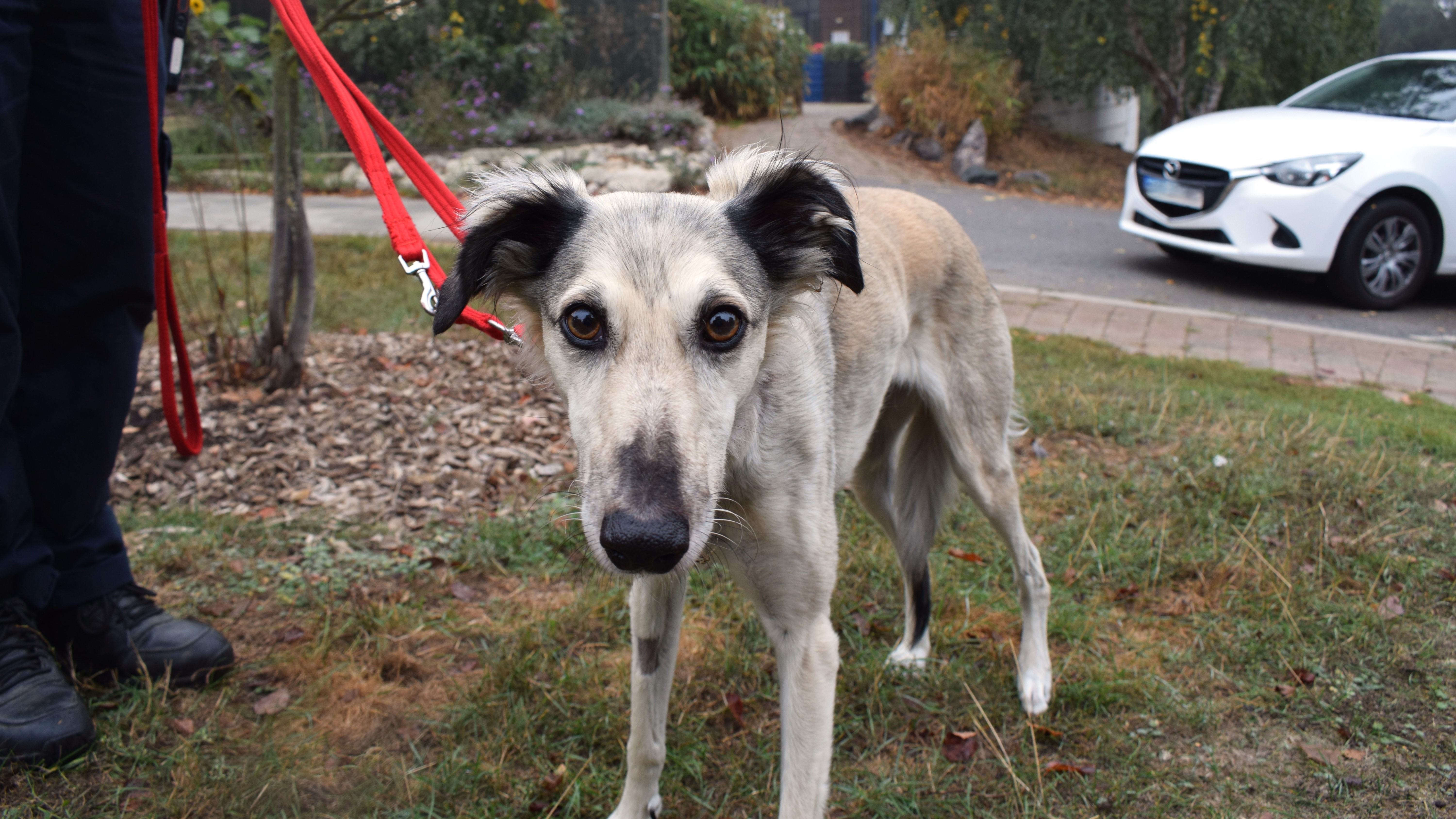 Meeka, a 6 years old female Saluki available for adoption from Battersea Dogs & Cats Home in Greater London