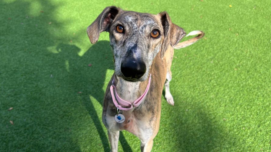 Jimmy, a 7 years old male Lurcher available for adoption from Battersea Dogs & Cats Home in Greater London