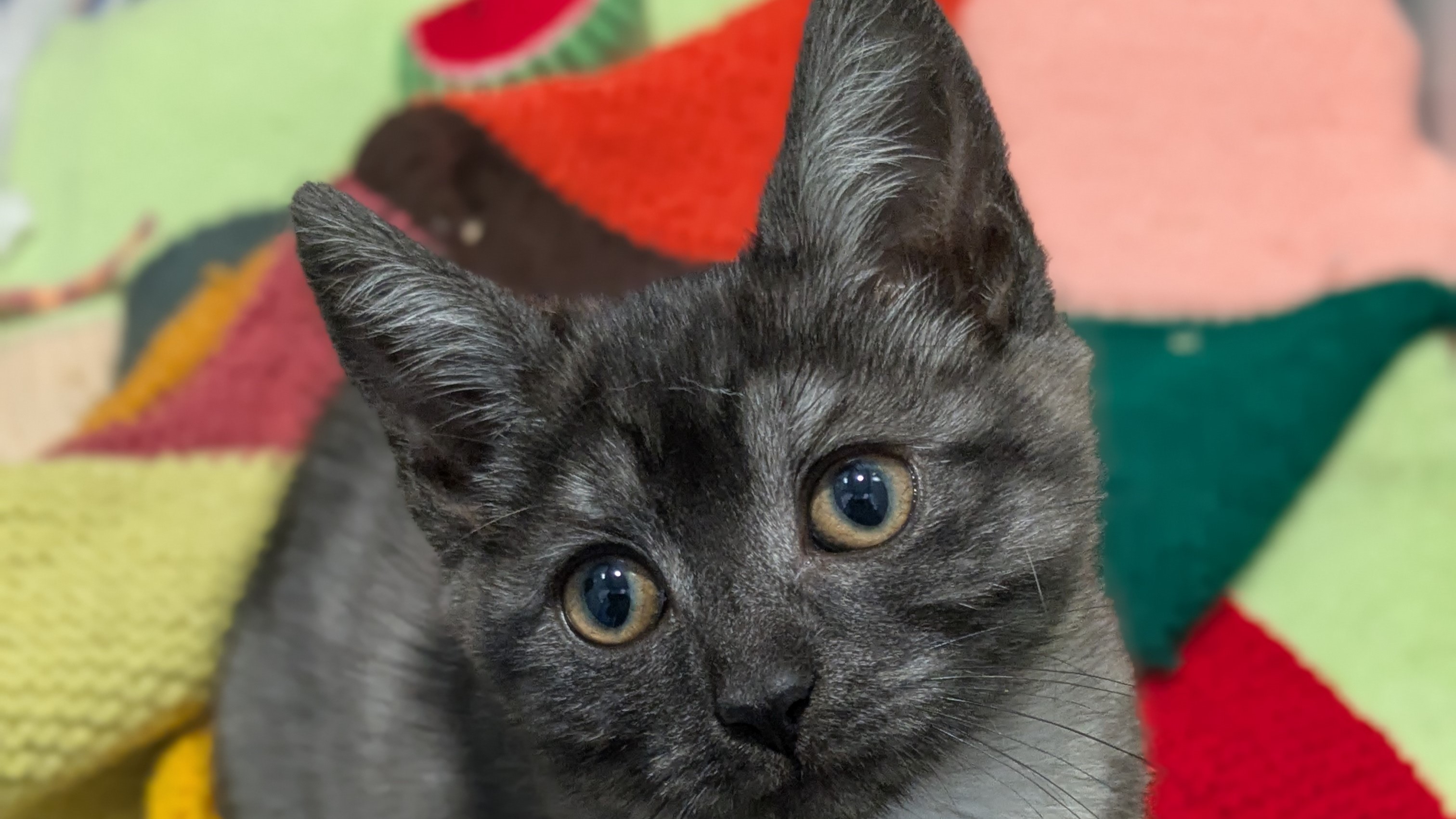 Realy Roses The Stone Rose | Battersea Dogs & Cats Home