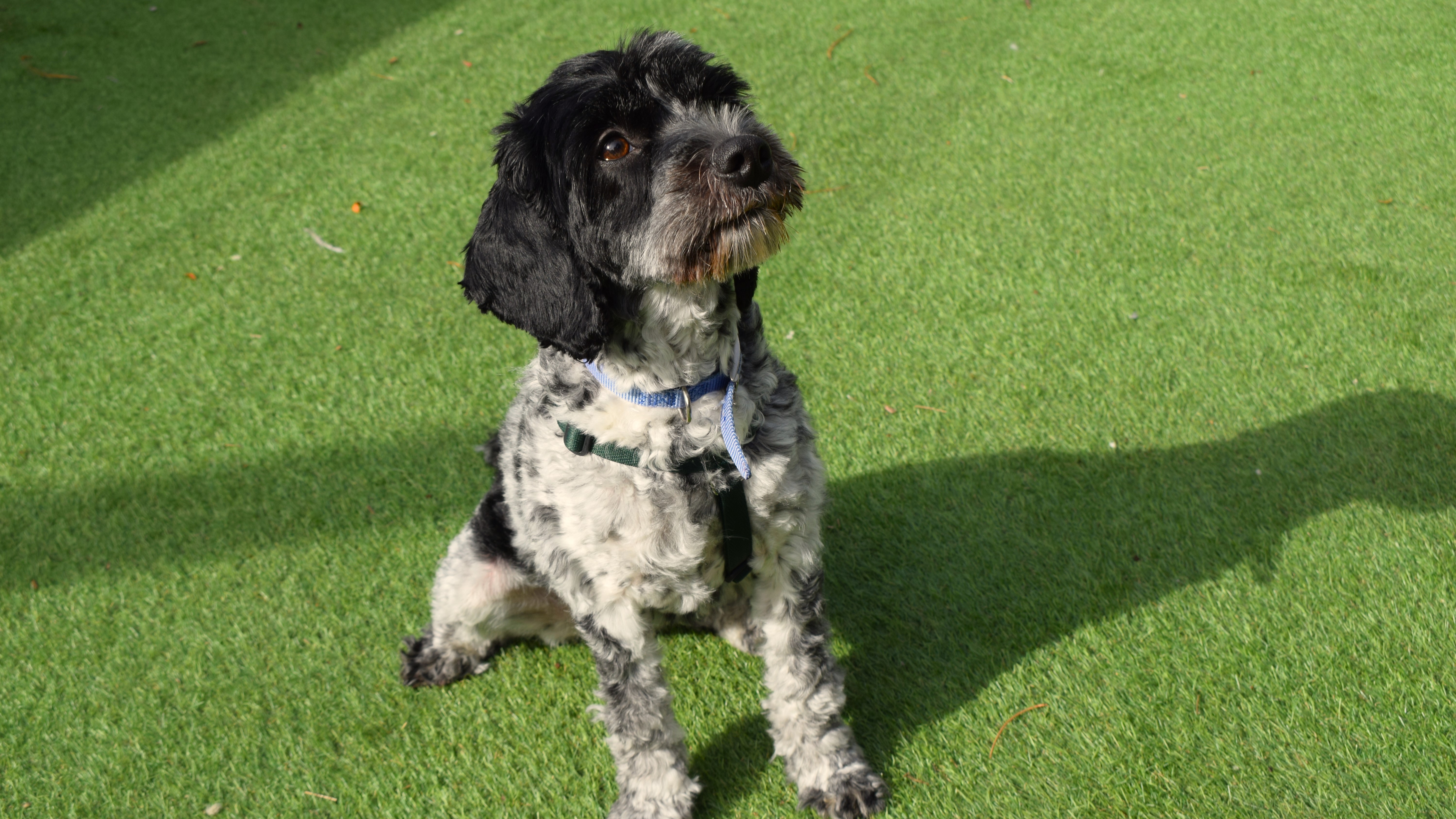 Jessie, a 2 years old female Cockapoo available for adoption from Battersea Dogs & Cats Home in Greater London