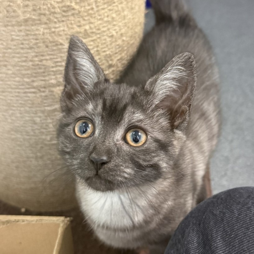 Meet the cats