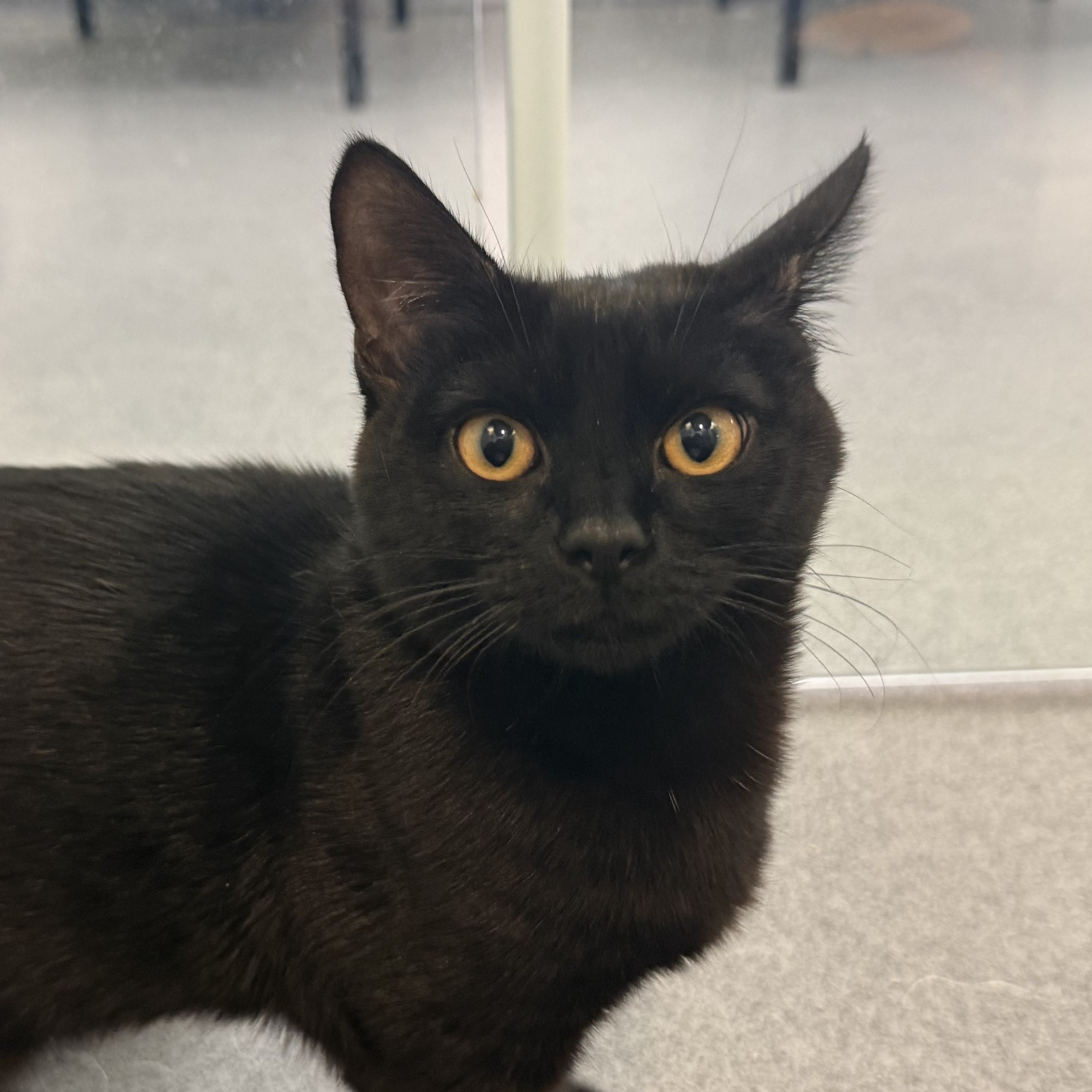 Meet the cats
