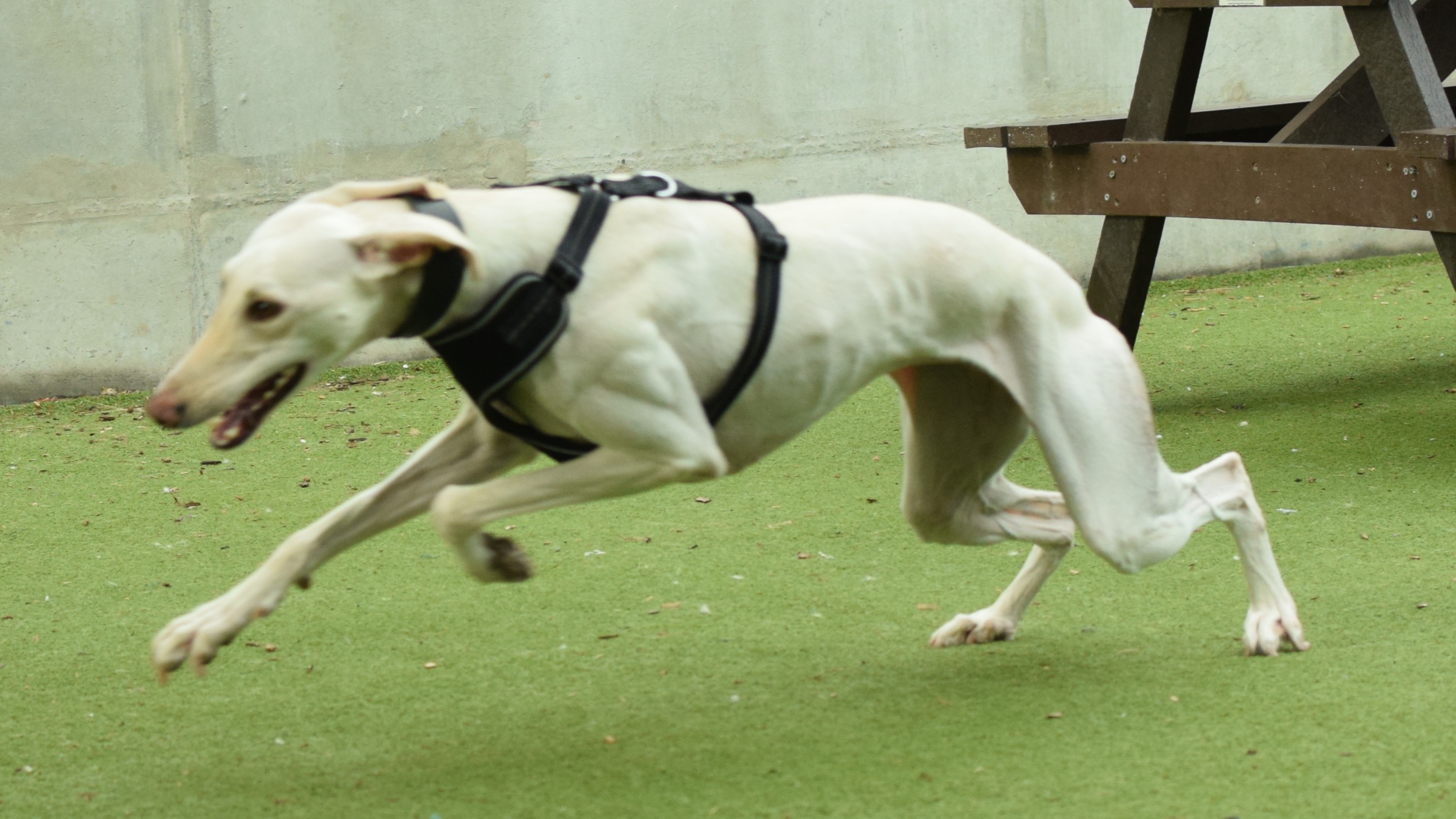 Pearl, a 1 year old female Lurcher available for adoption from Battersea Dogs & Cats Home in Greater London