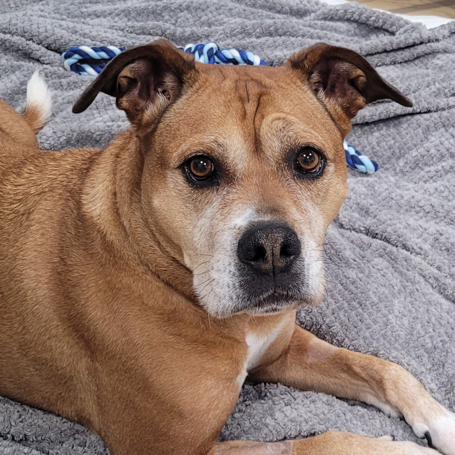 Meet the dogs | Battersea Dogs & Cats Home
