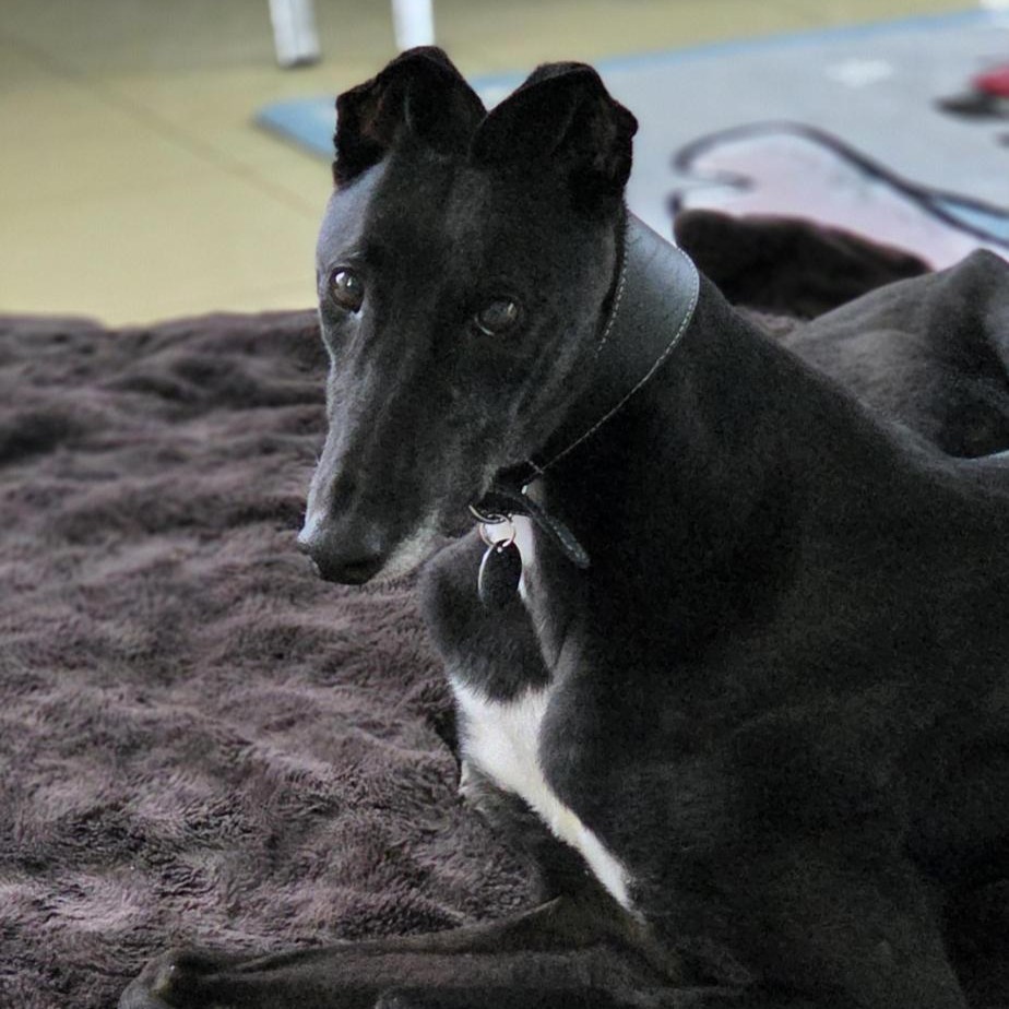 Meet the dogs | Battersea Dogs & Cats Home