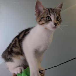 Meet the cats