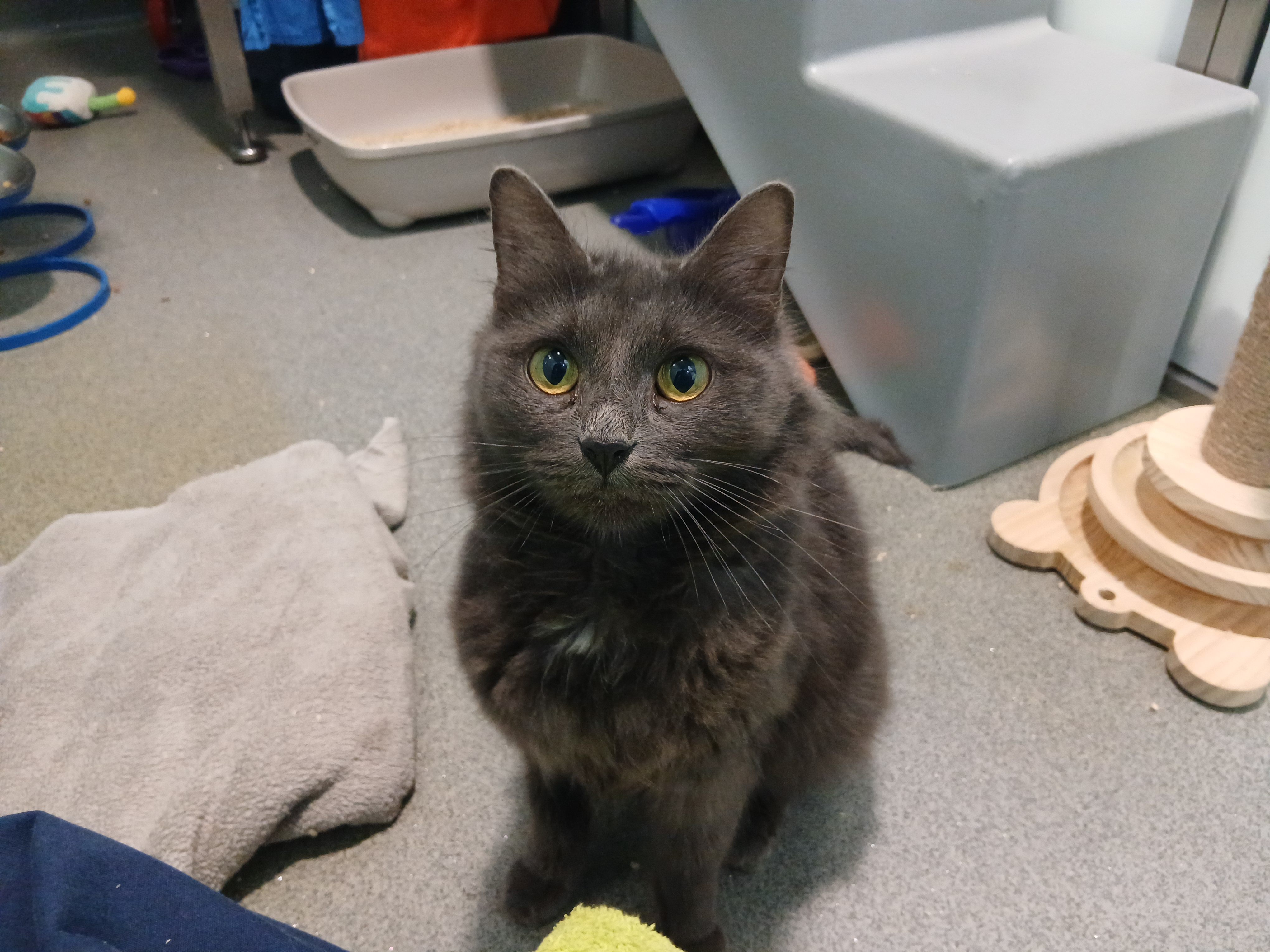 Meet the cats