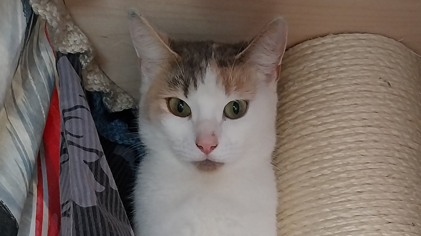 Meet the cats