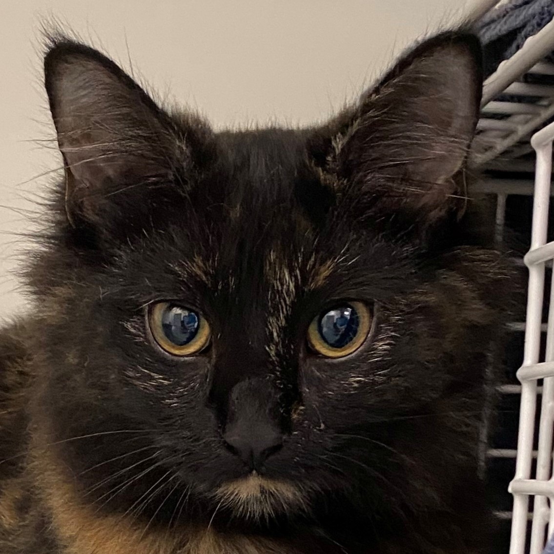 Meet the cats