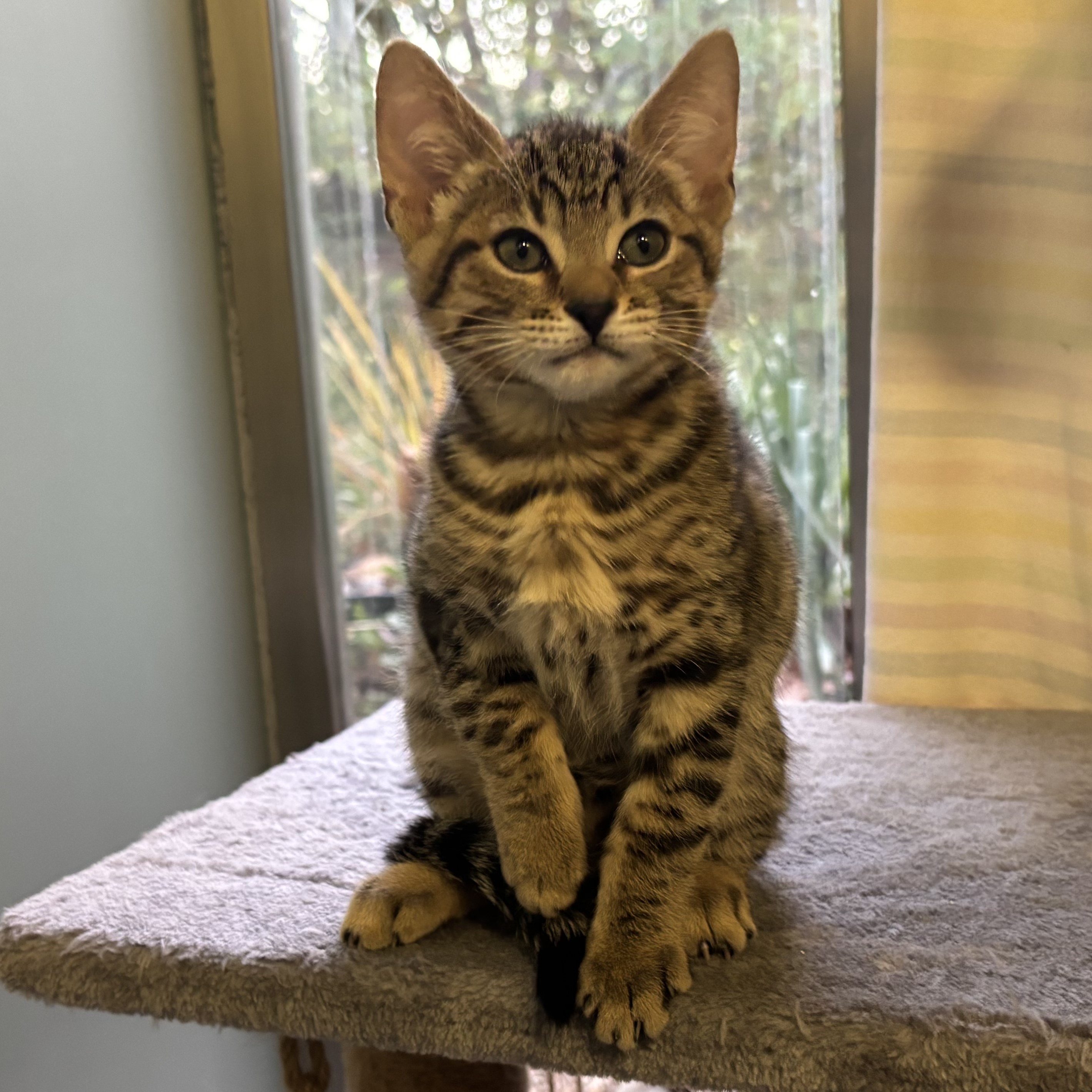 Meet the cats