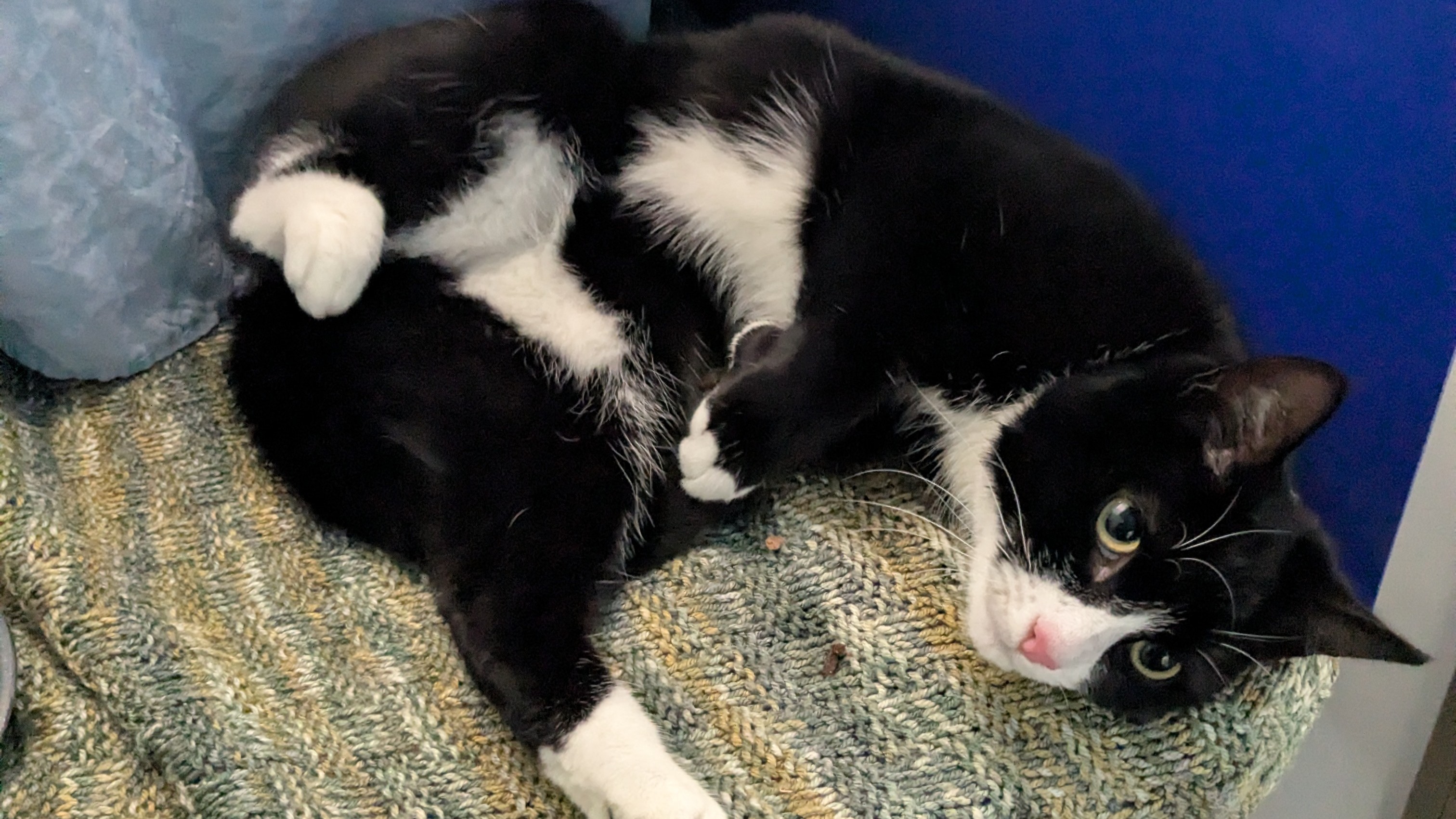 Meet the cats