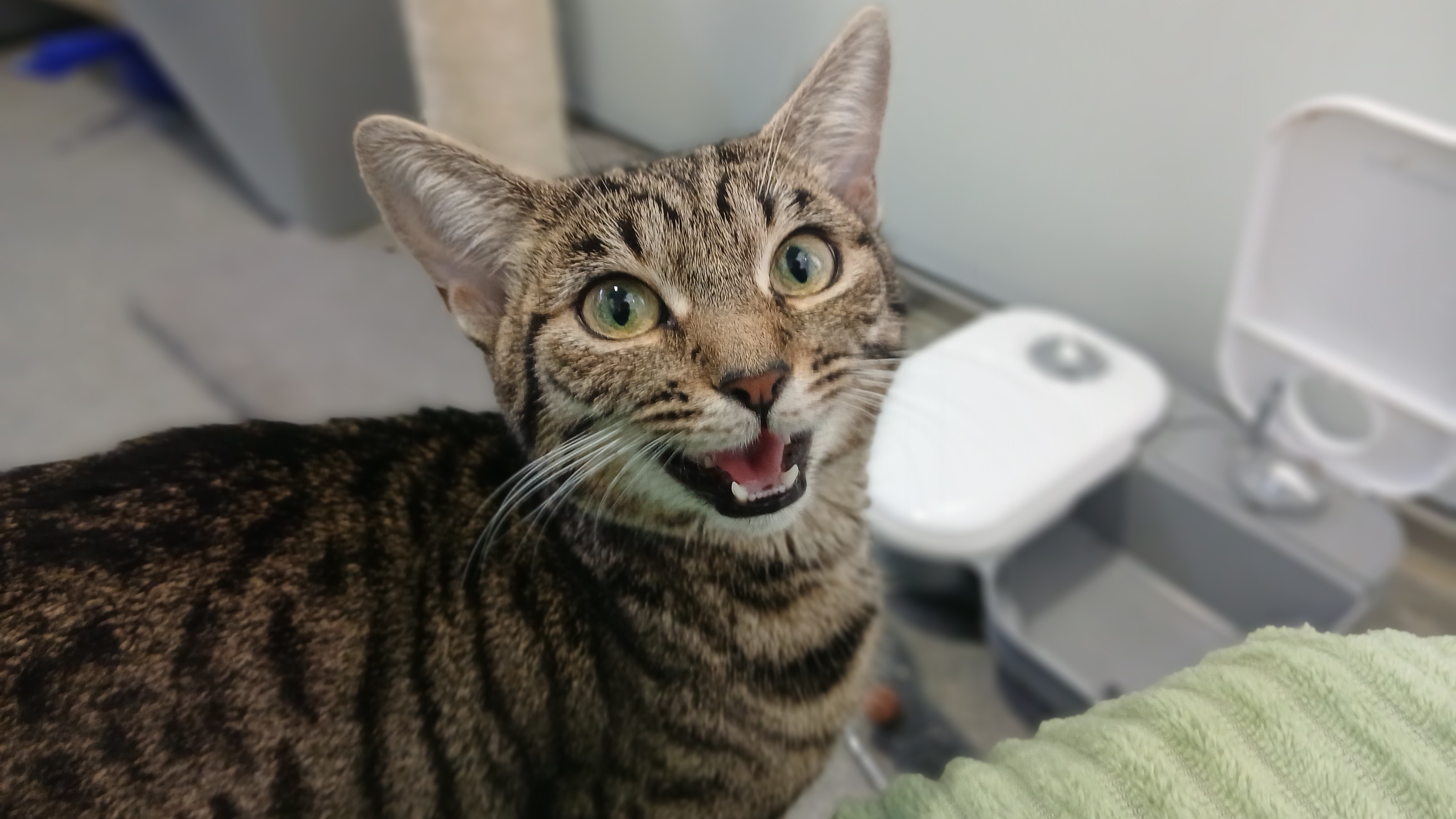Meet the cats