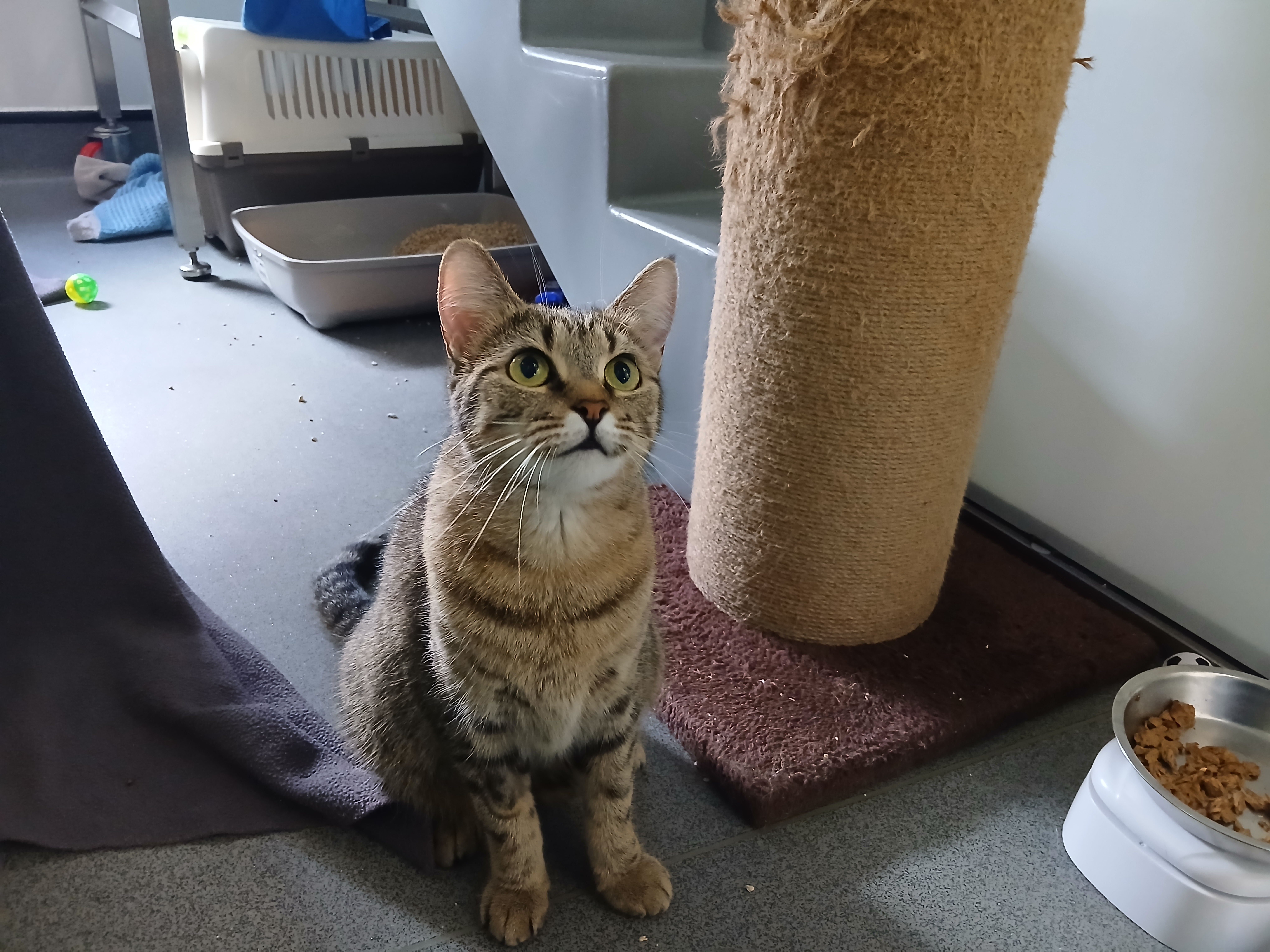 Meet the cats