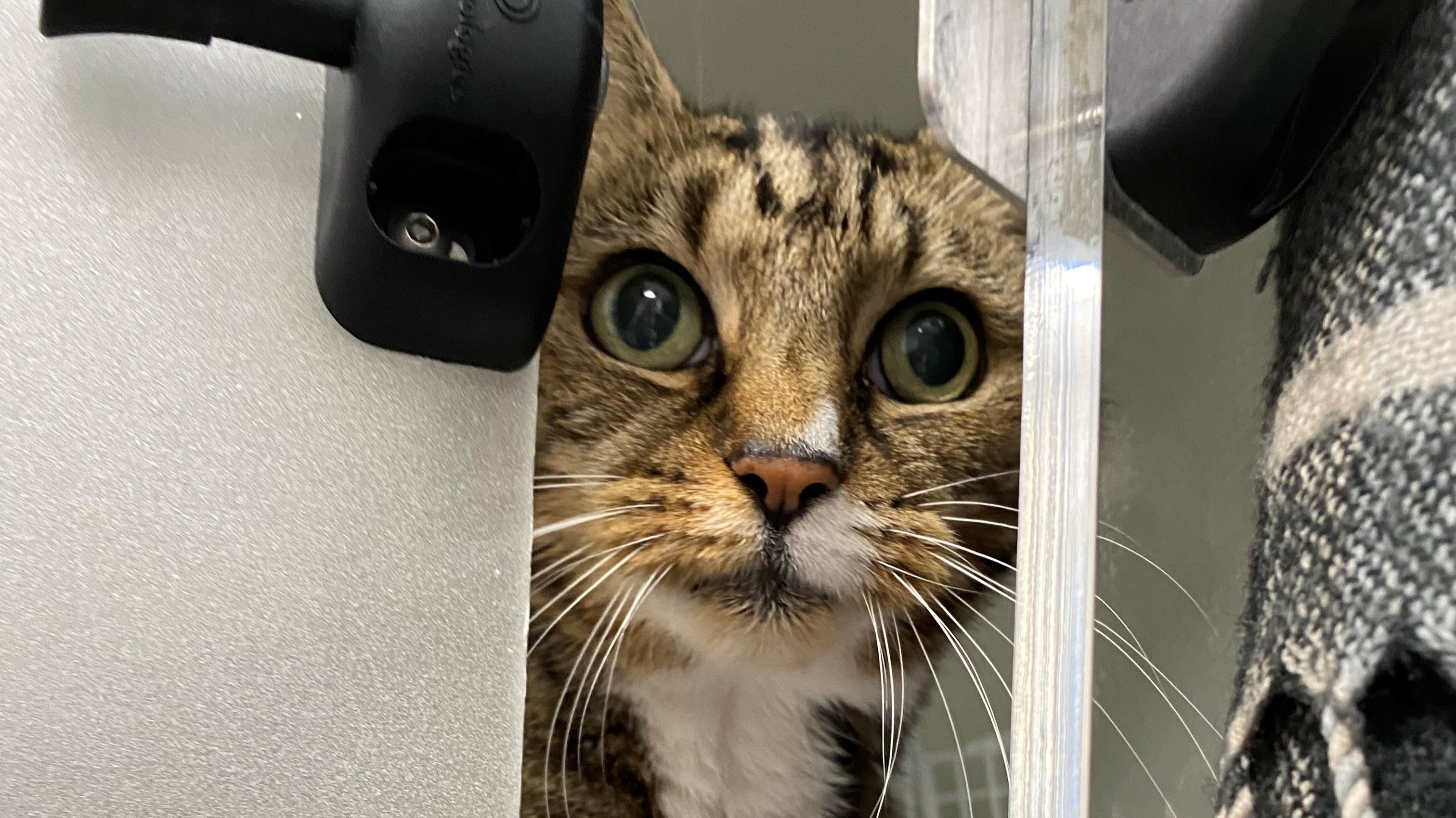 Meet the cats