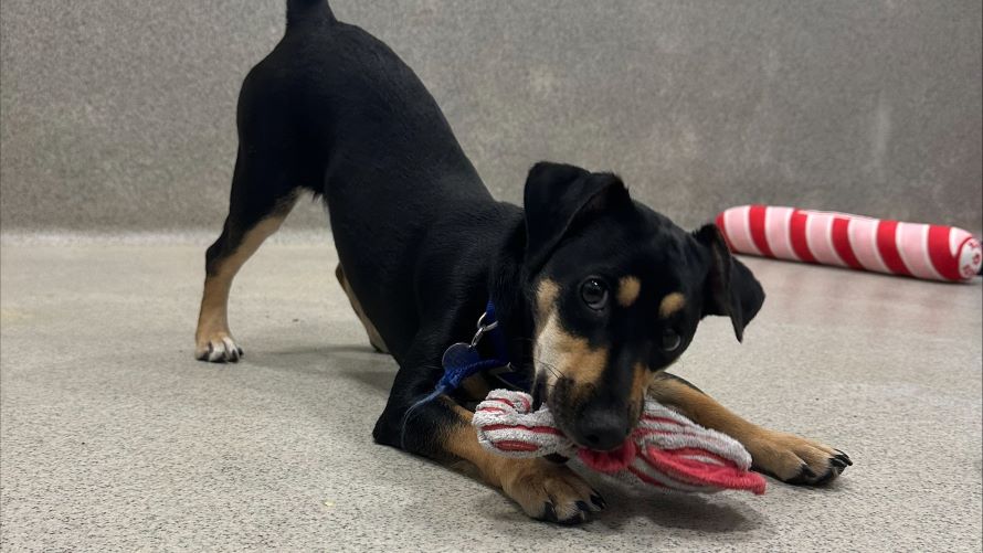 Lainey, a 1 year old female Jack Russell Terrier available for adoption from Battersea Dogs & Cats Home in Greater London