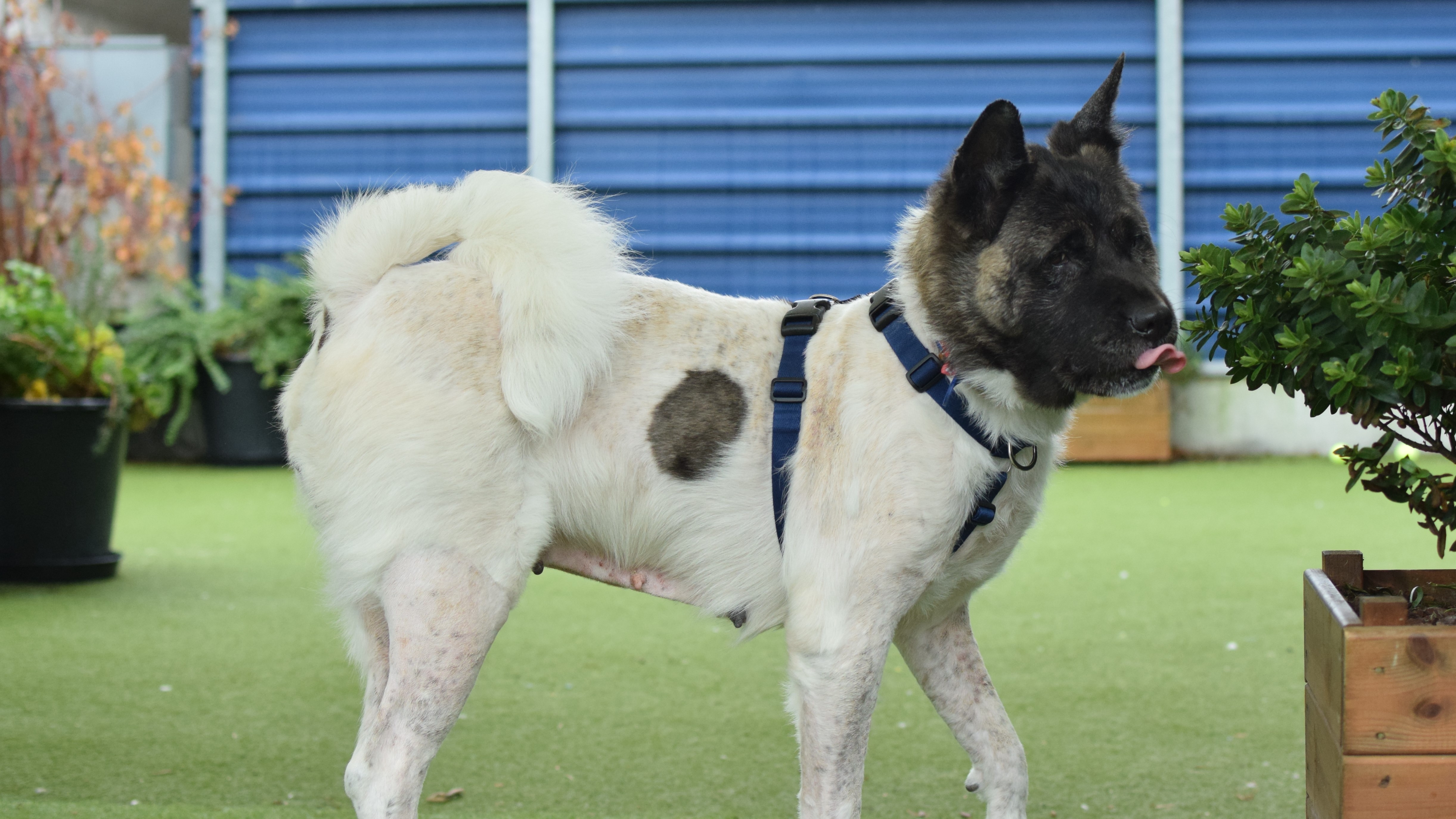 Bella, a 5 years old female Akita available for adoption from Battersea Dogs & Cats Home in Greater London
