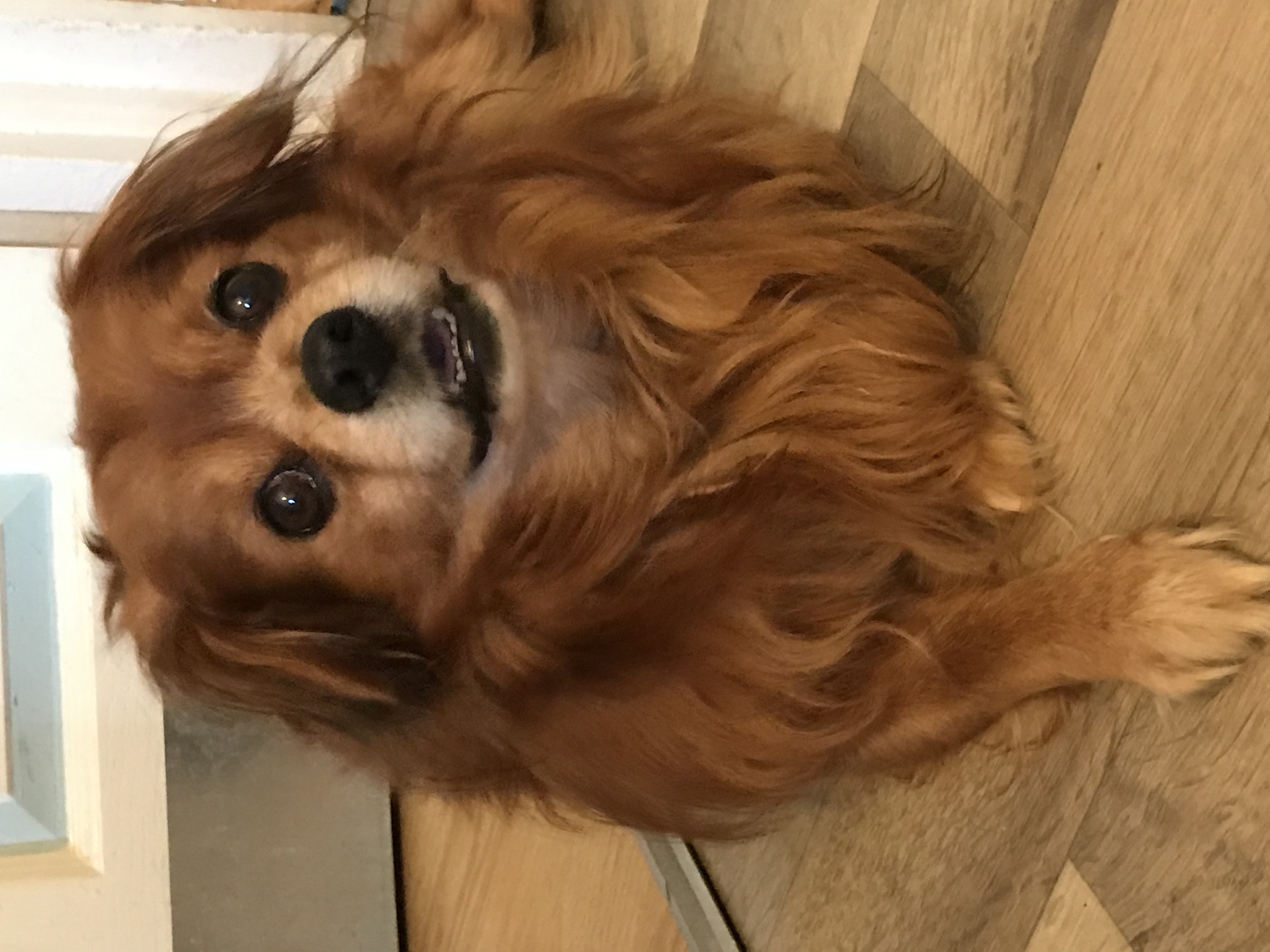 In loving memory of Pickle