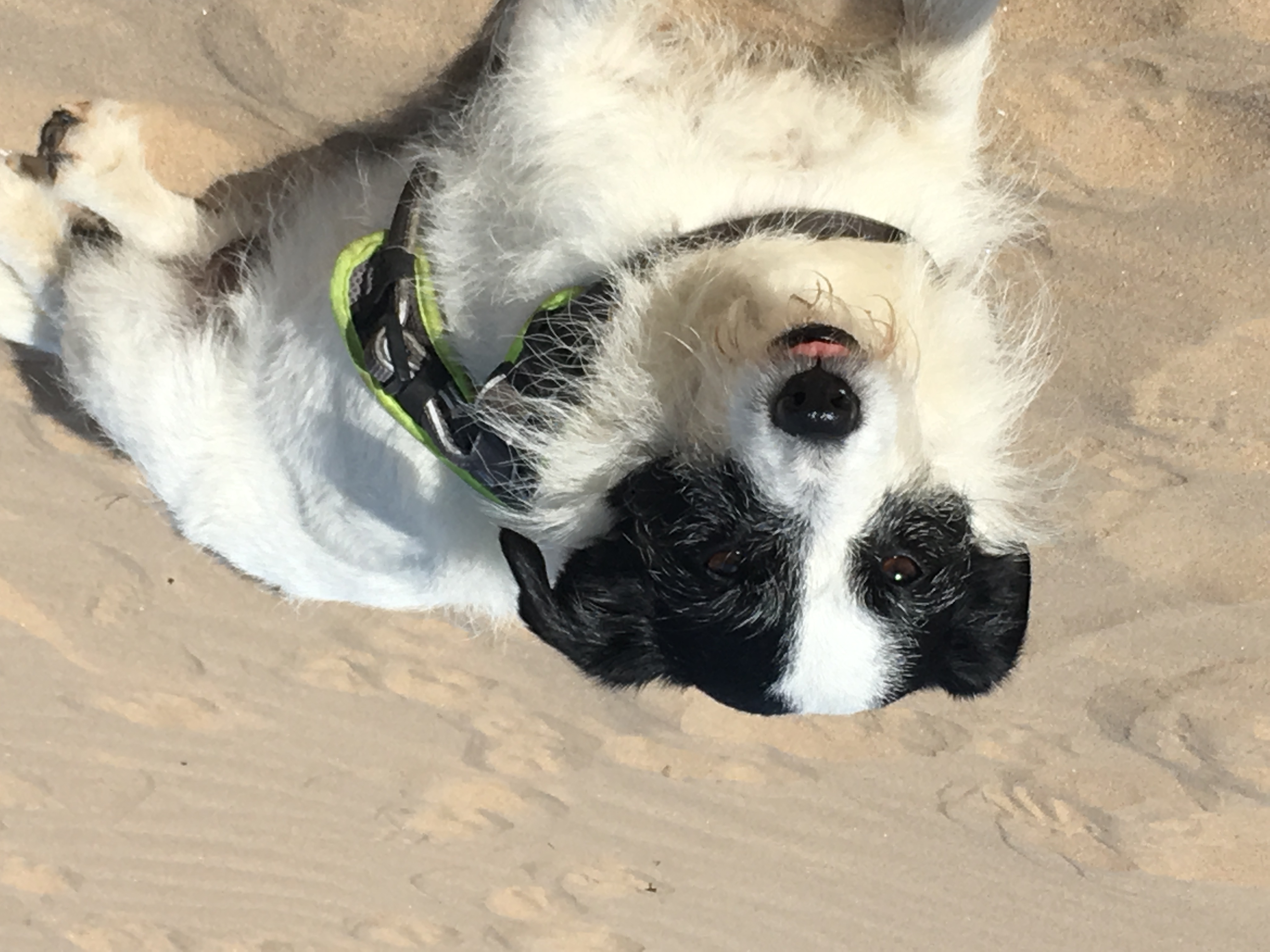 In loving memory of Millie Battersea Dogs & Cats Home