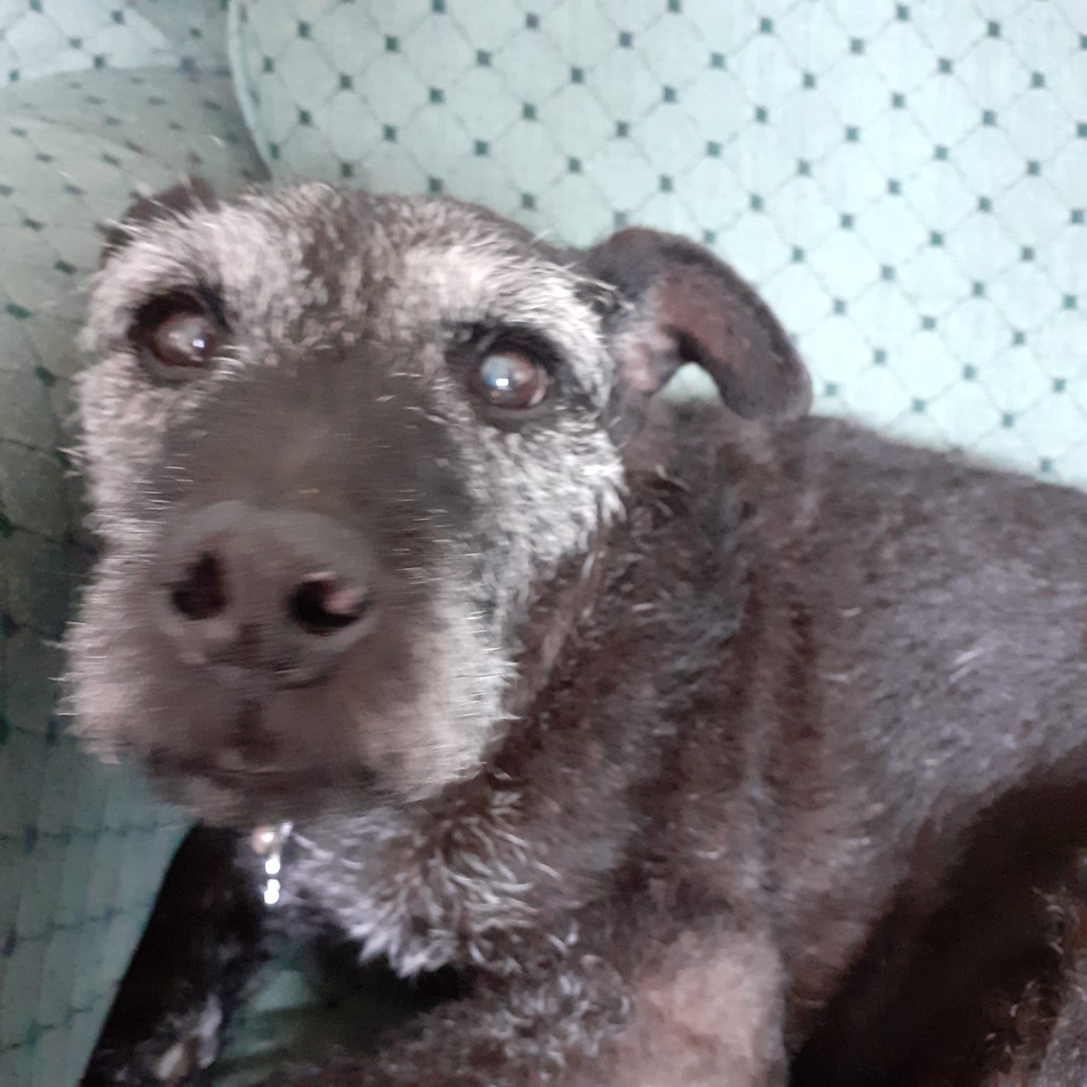 In loving memory of Dexter