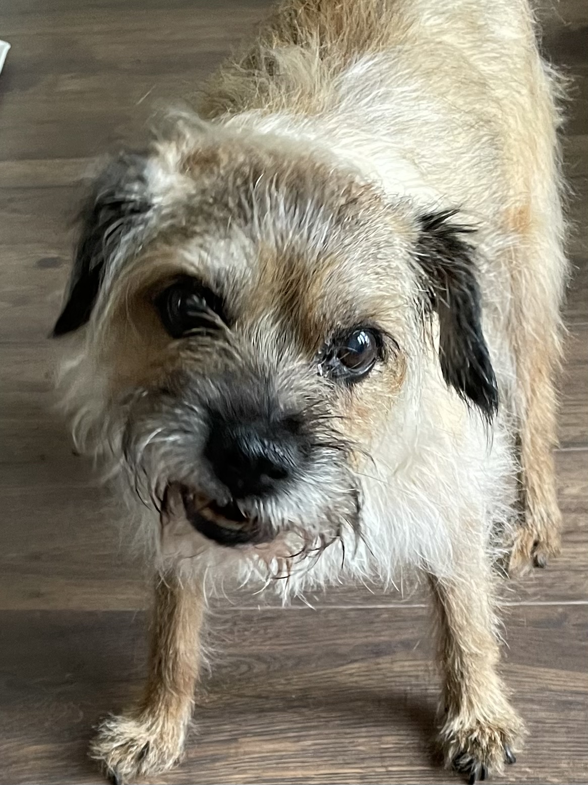 In loving memory of Lottie