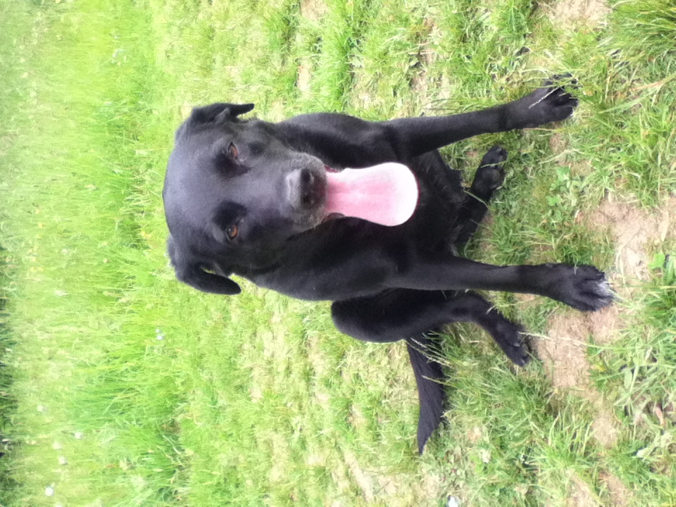 In Loving Memory Of Maizie