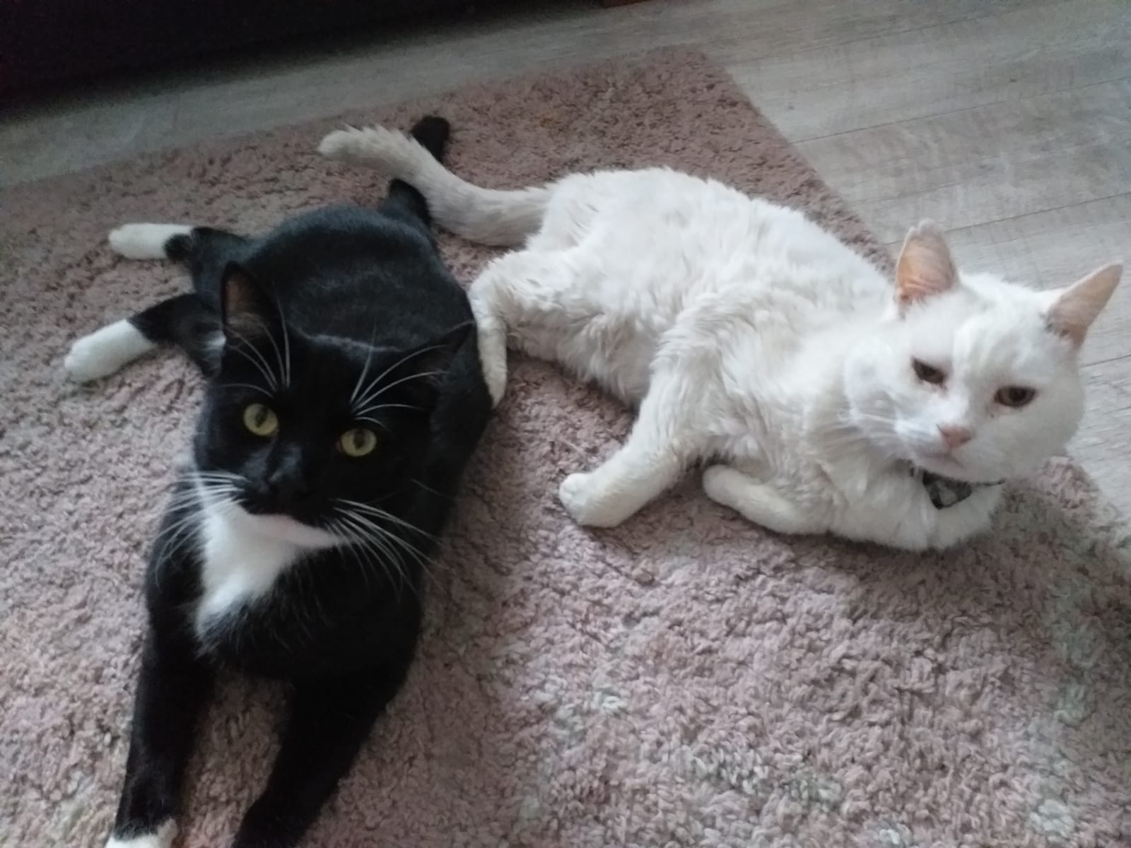 In loving memory of Snowy and Sonny Jim