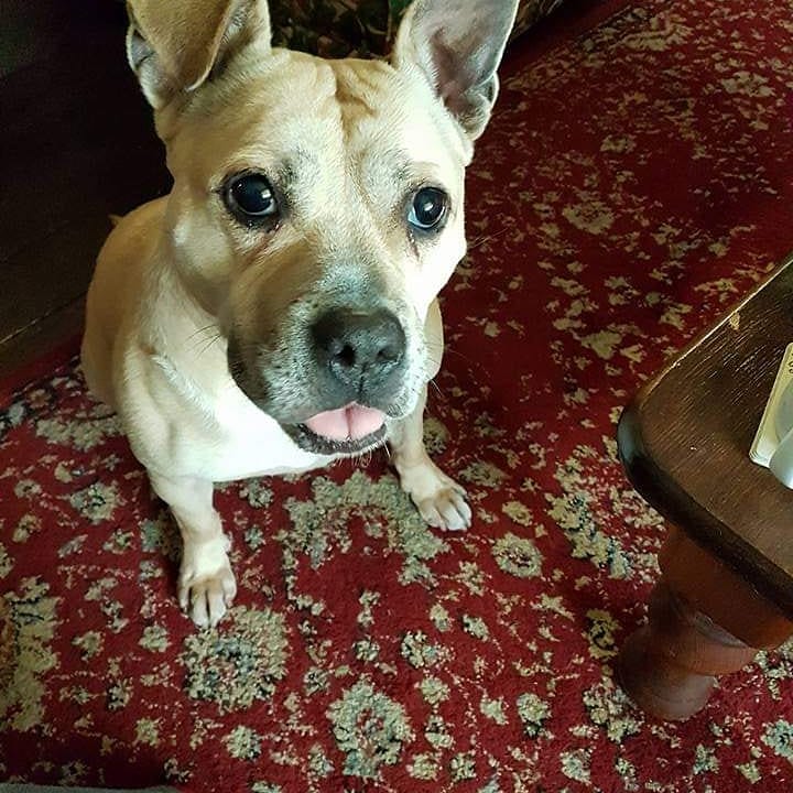 In loving memory of Annabelle