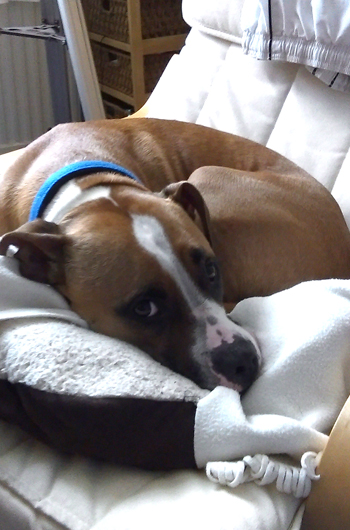 In loving memory of Rocky