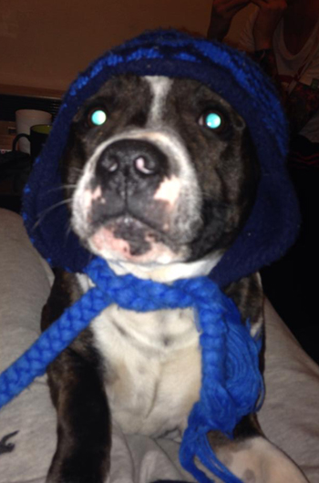 In loving memory of Beau