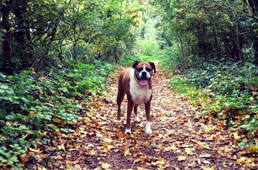 In loving memory of Olive