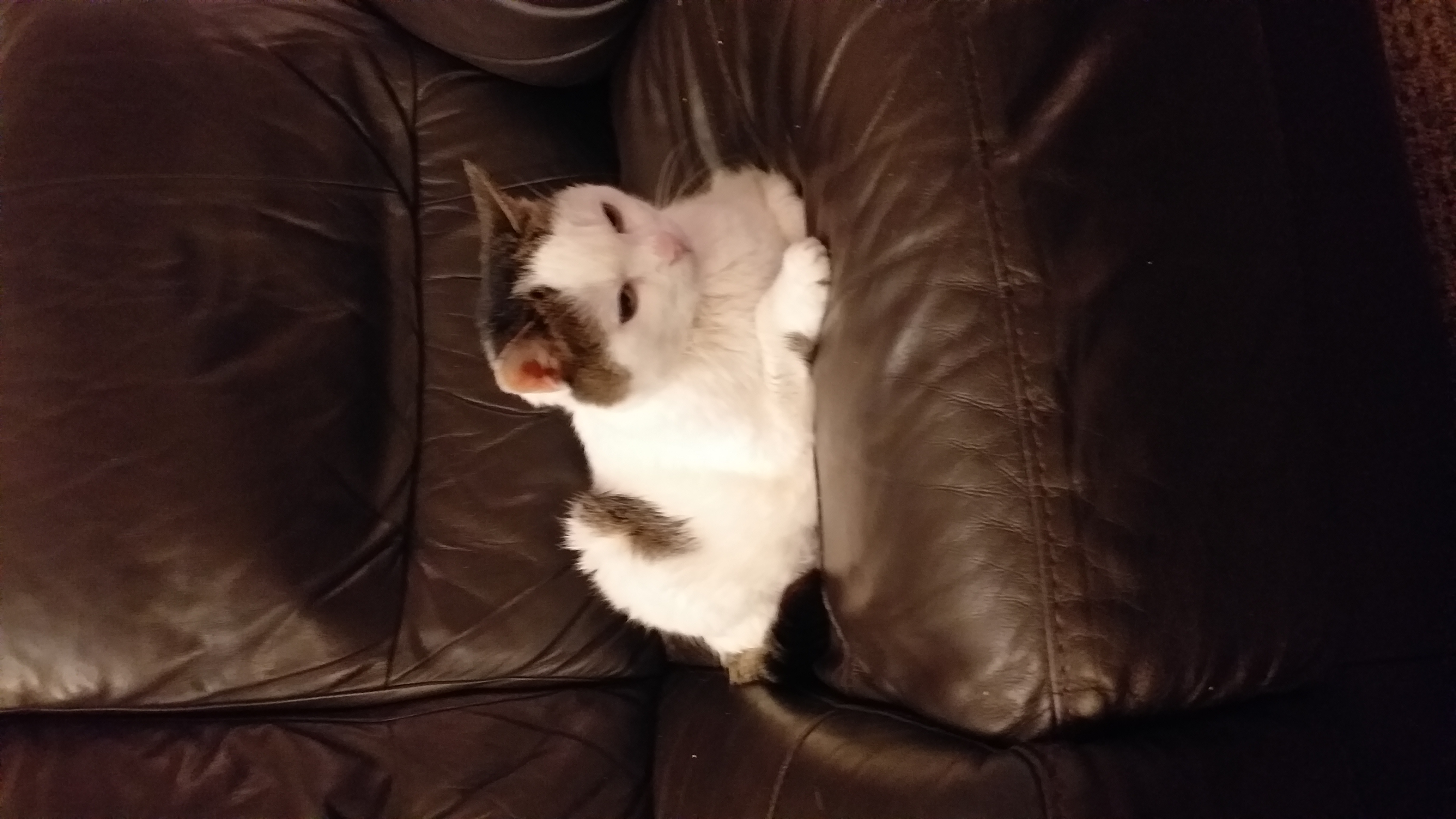 In loving memory of Lola