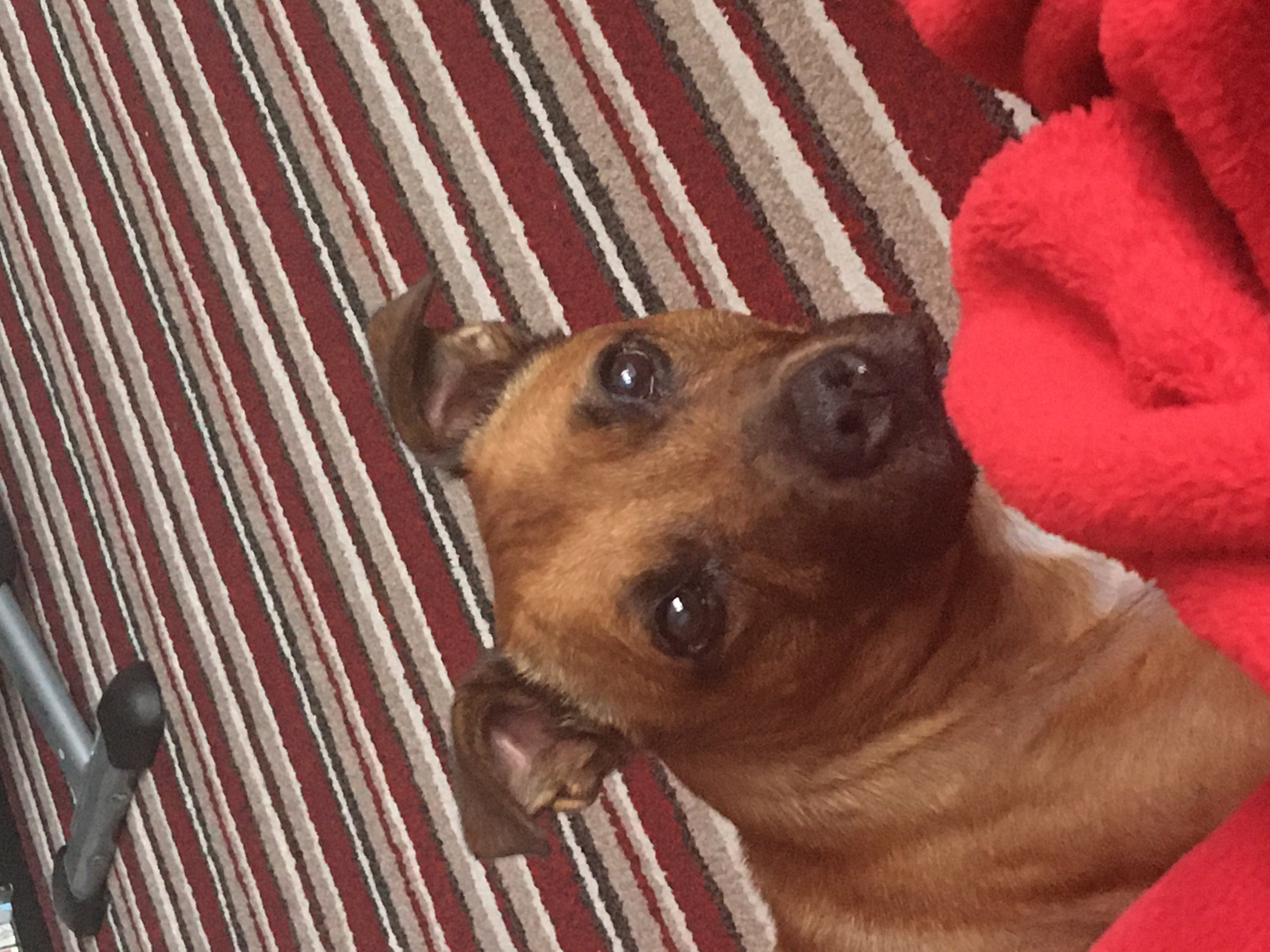 In loving memory of Odie