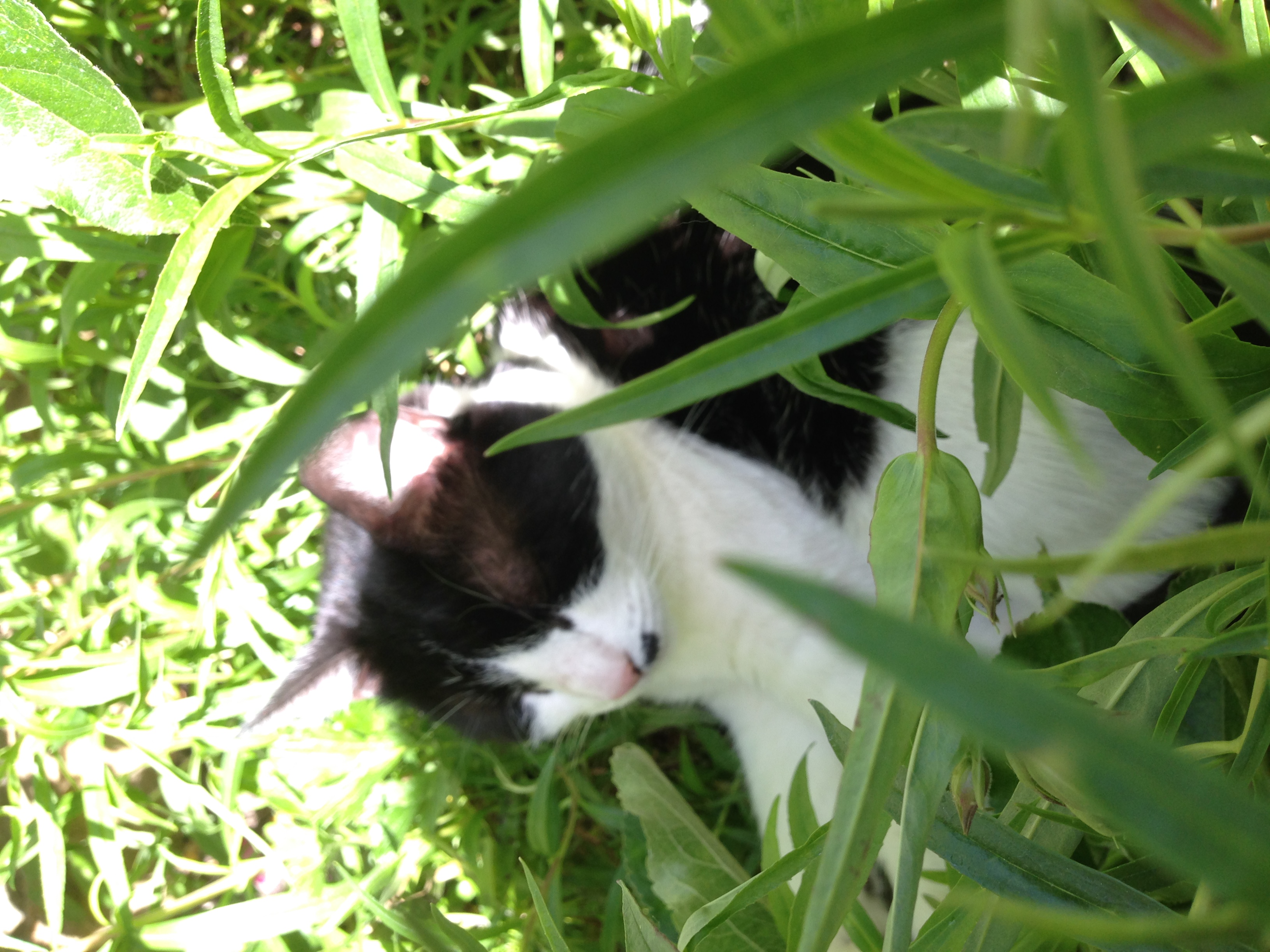 In loving memory of Merlot