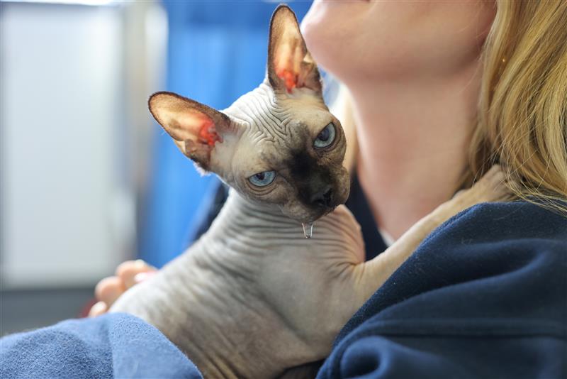  A woman holds a Sphynx cat close to her chest, highlighting the cat's distinctive hairless appearance.
